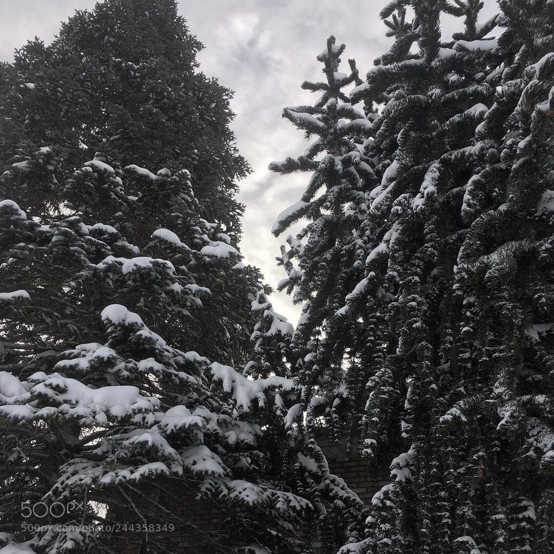 Apple iPhone 6s sample photo. Canadian snow photography