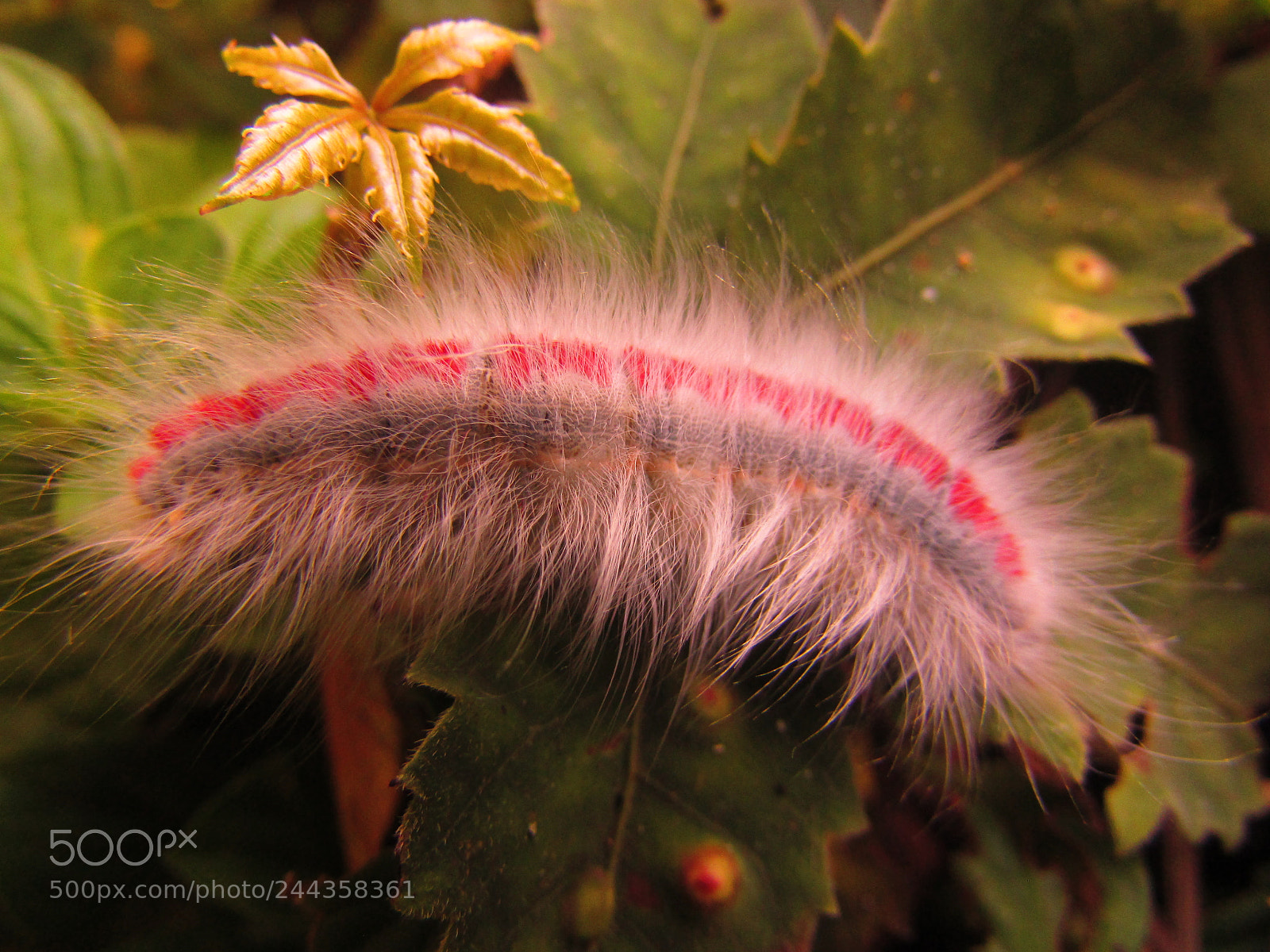 Canon PowerShot SX500 IS sample photo. Taturana - foto macro photography