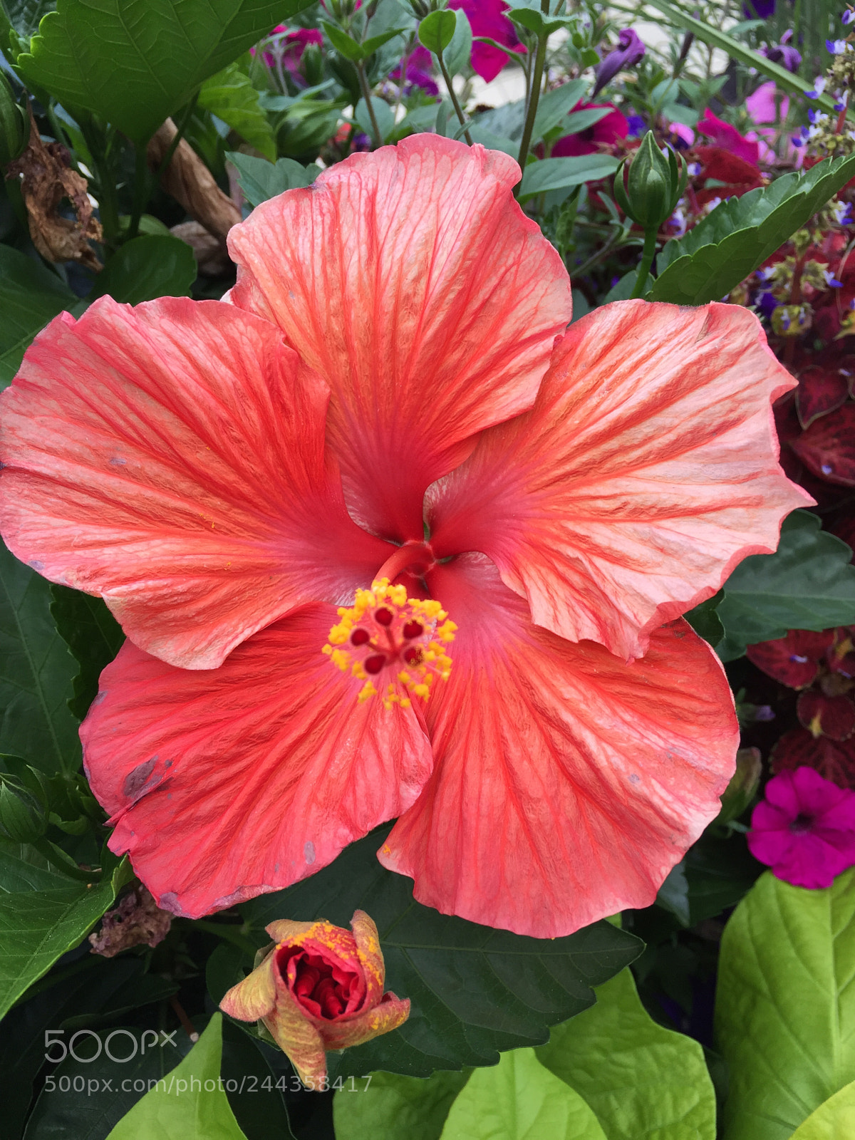 Apple iPhone 6 Plus sample photo. Untitled photography