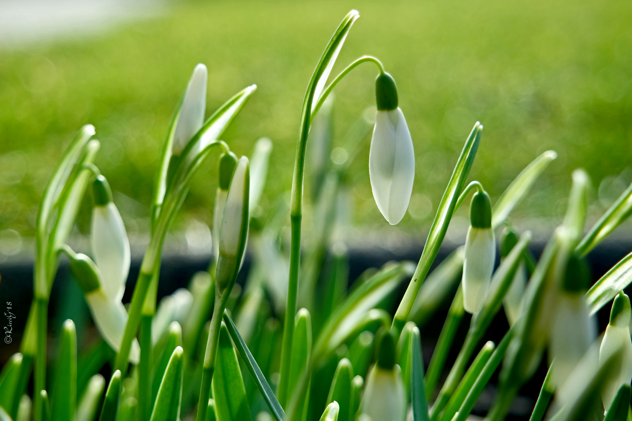 Samsung NX3300 sample photo. The first snowdrops 2018 photography