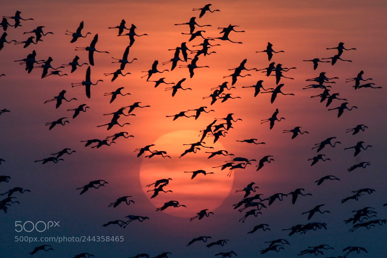Nikon D500 sample photo. Kissing the sun photography