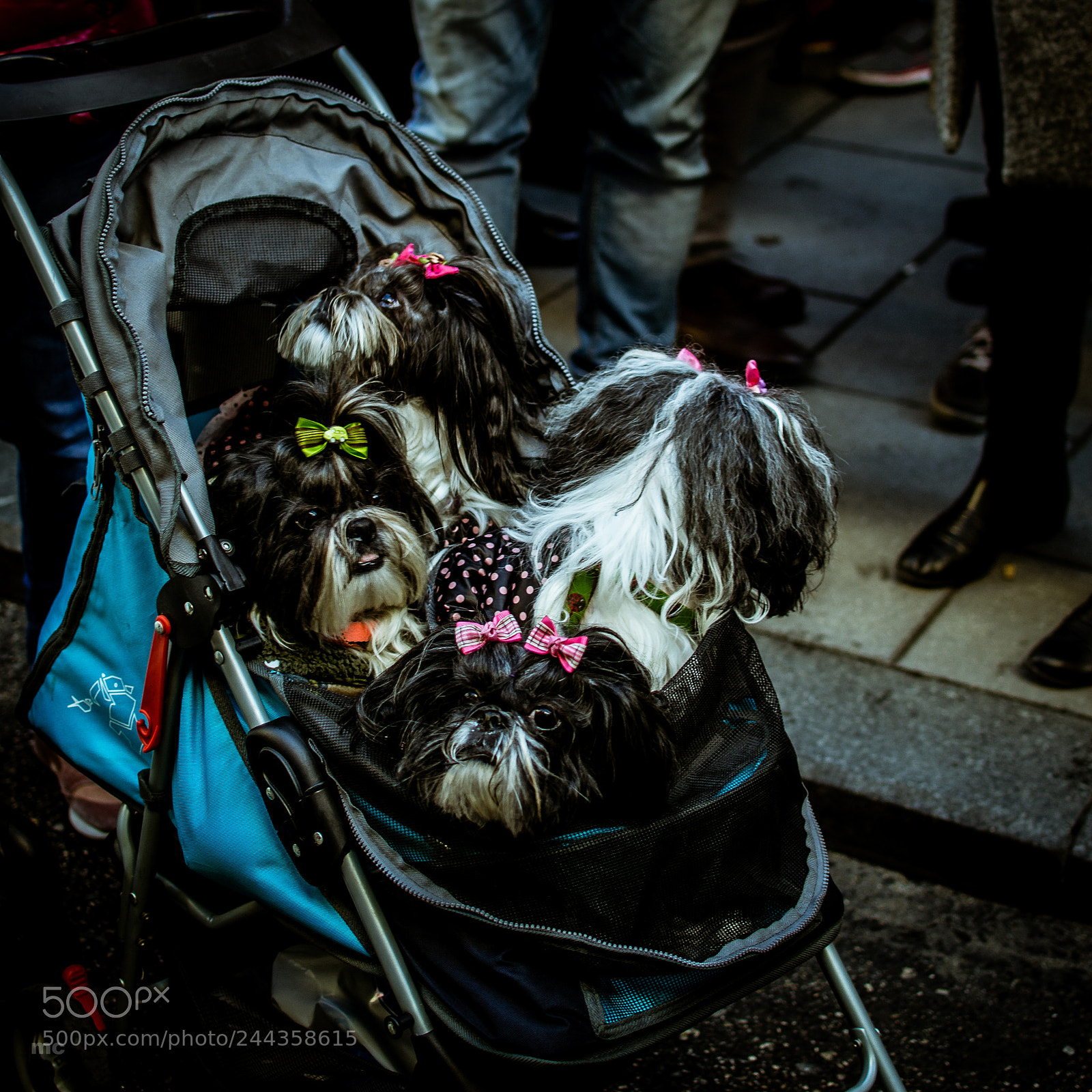 Nikon D3100 sample photo. Dogs photography