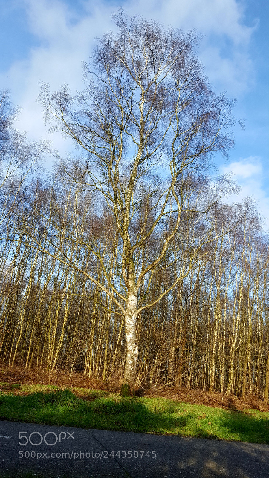 Samsung Galaxy S6 sample photo. Birch photography