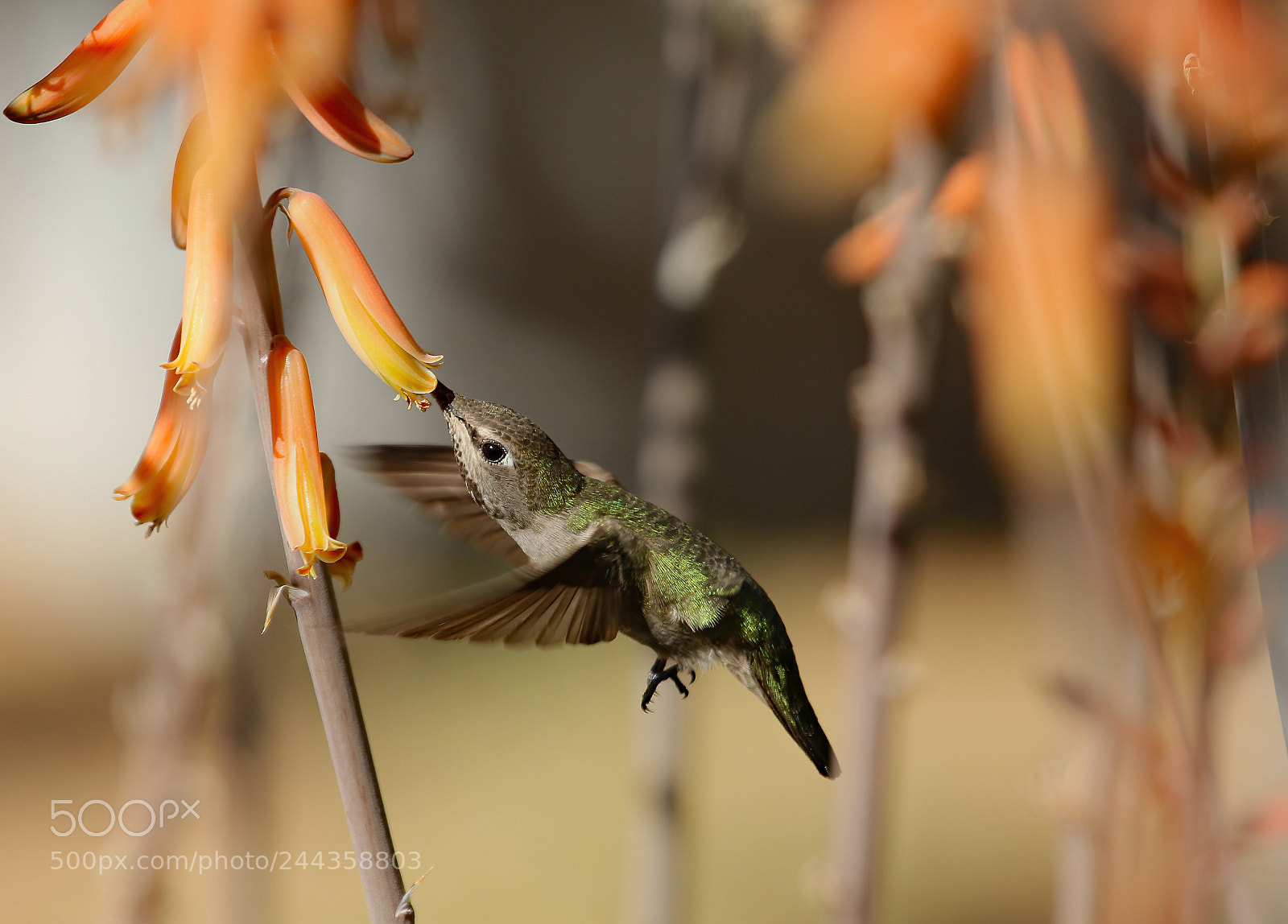 Canon EOS 7D Mark II sample photo. Hummer photography