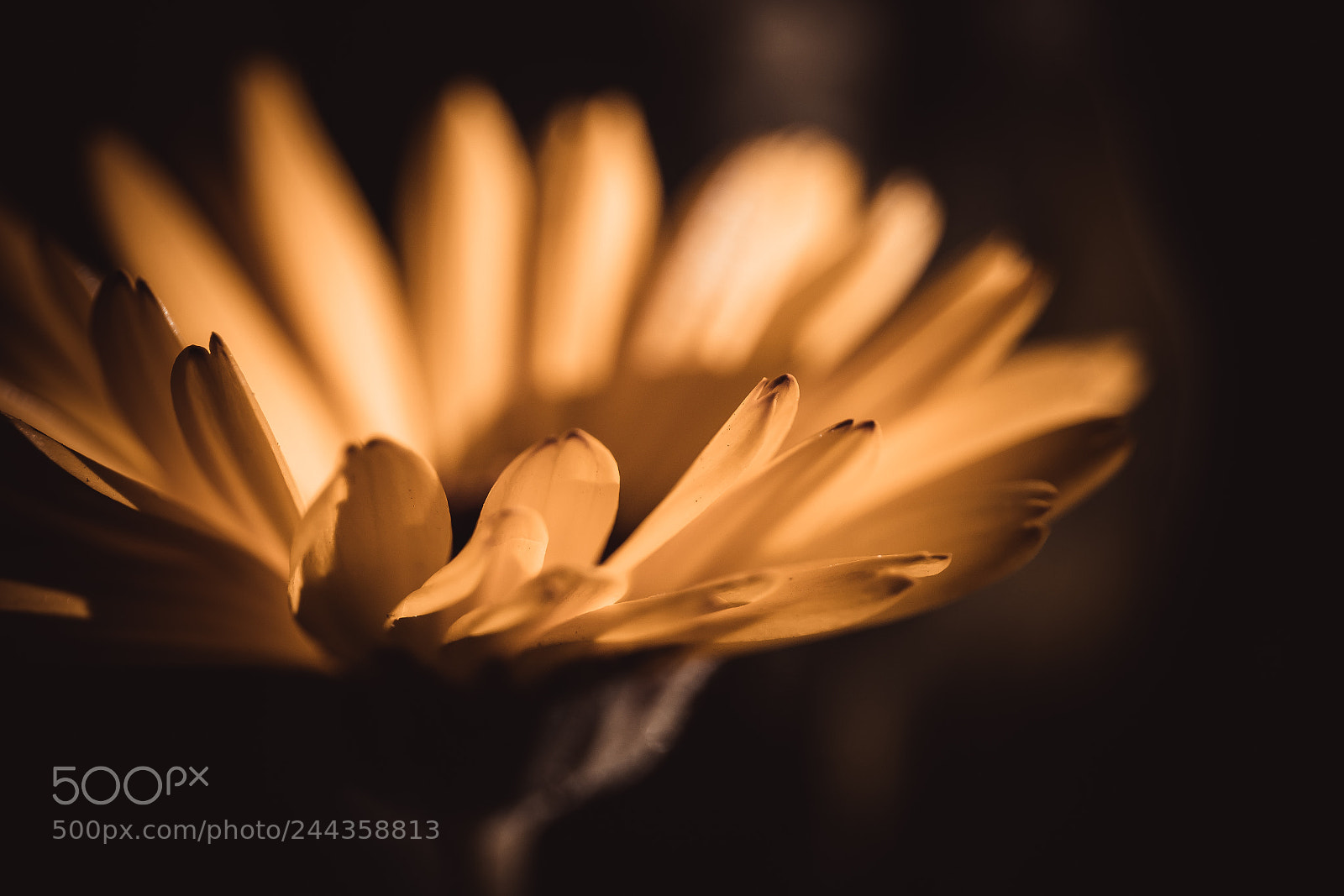 Canon EOS 760D (EOS Rebel T6s / EOS 8000D) sample photo. ... photography