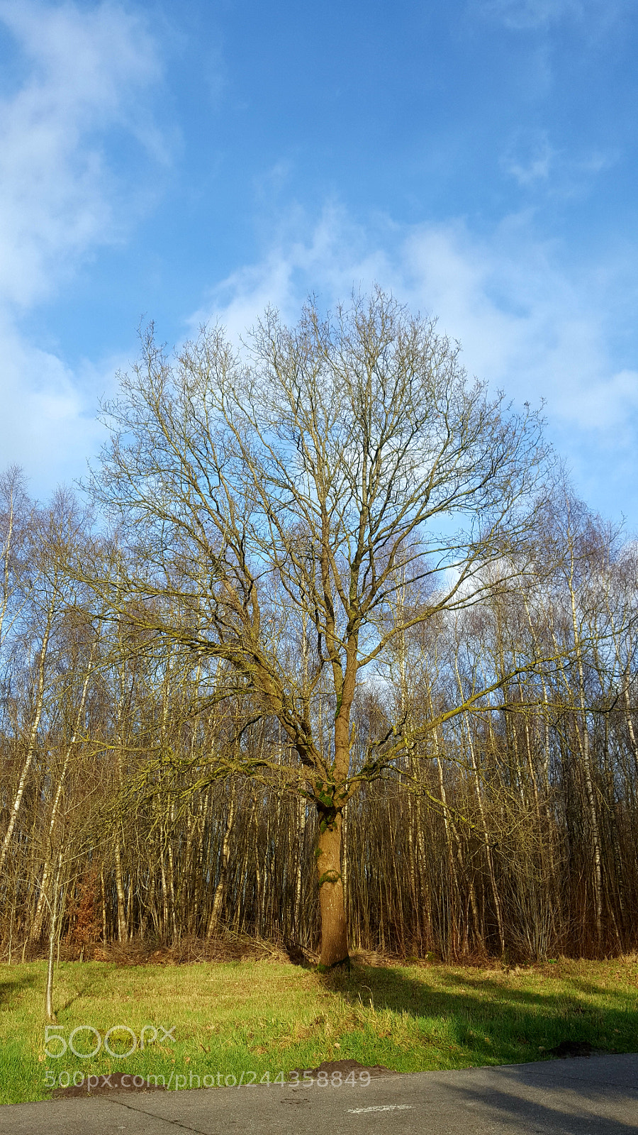 Samsung Galaxy S6 sample photo. Tree with blue sky photography
