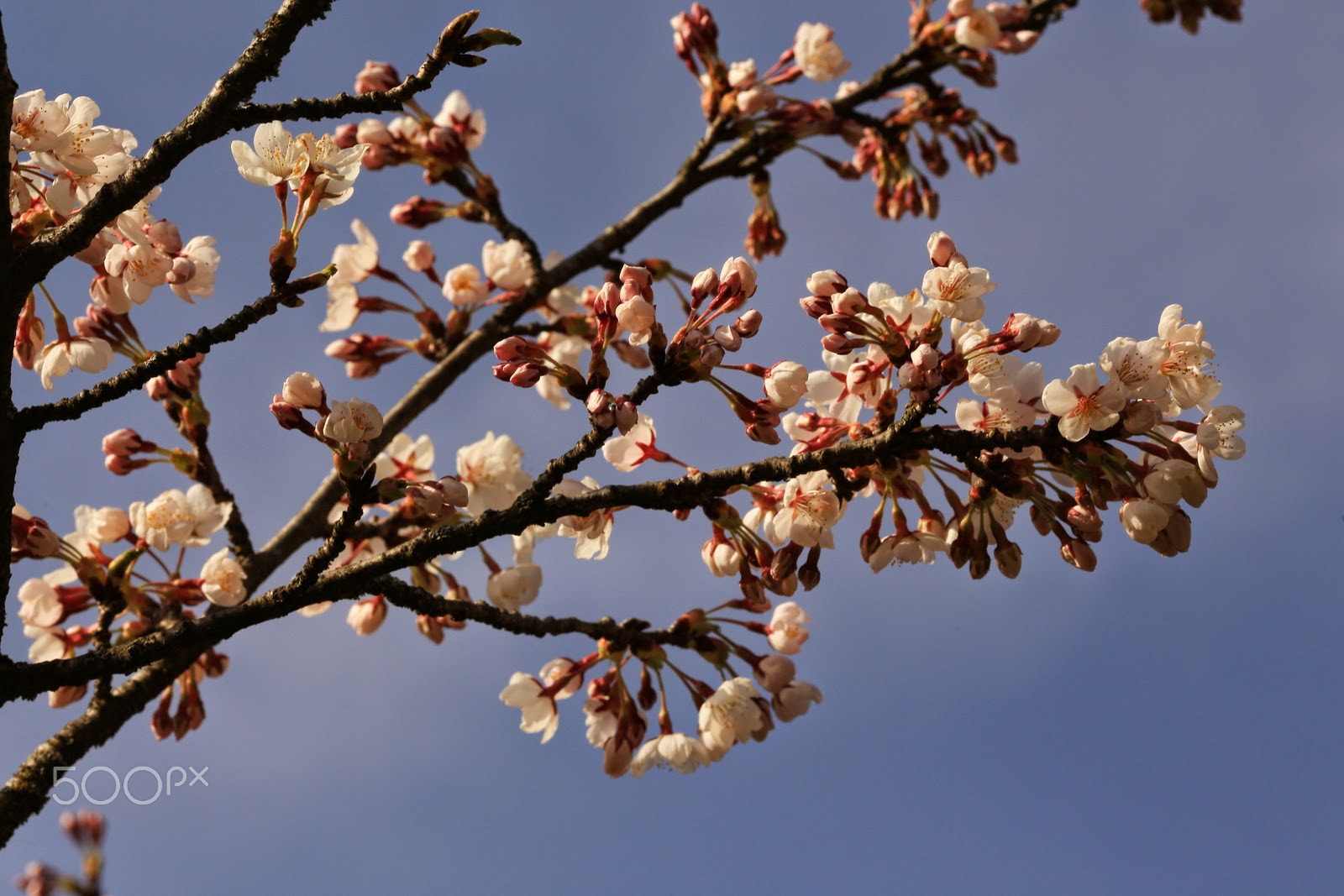 Canon EOS 6D + Canon EF 135mm F2L USM sample photo. Blossom photography