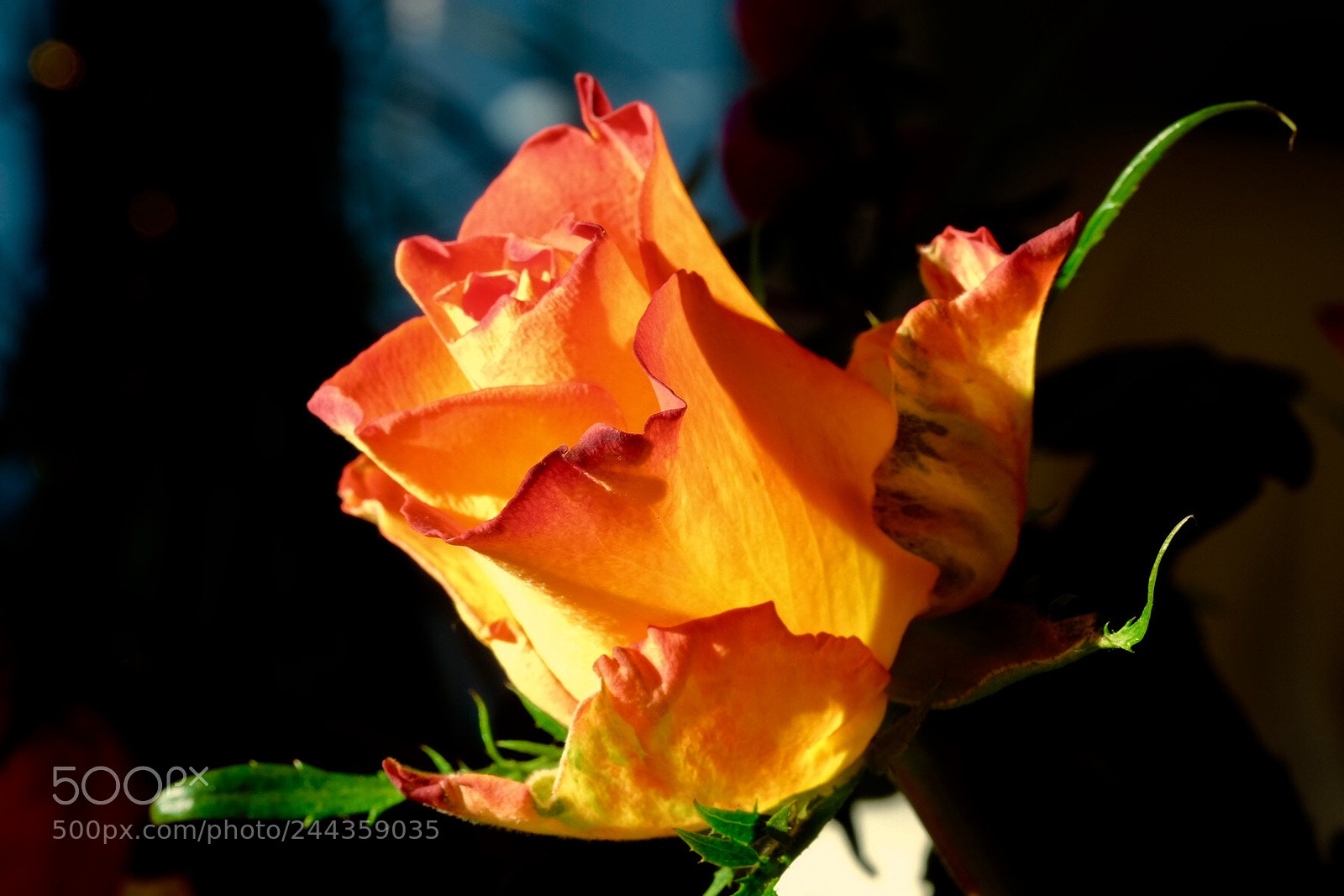Fujifilm X-T1 sample photo. Elegant photography