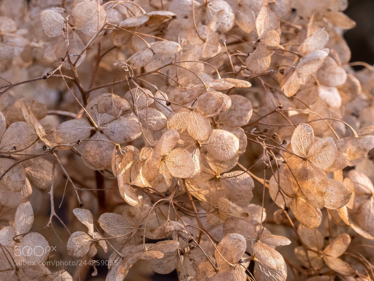 Panasonic Lumix DMC-GX85 (Lumix DMC-GX80 / Lumix DMC-GX7 Mark II) sample photo. Hydrangea arborescens photography