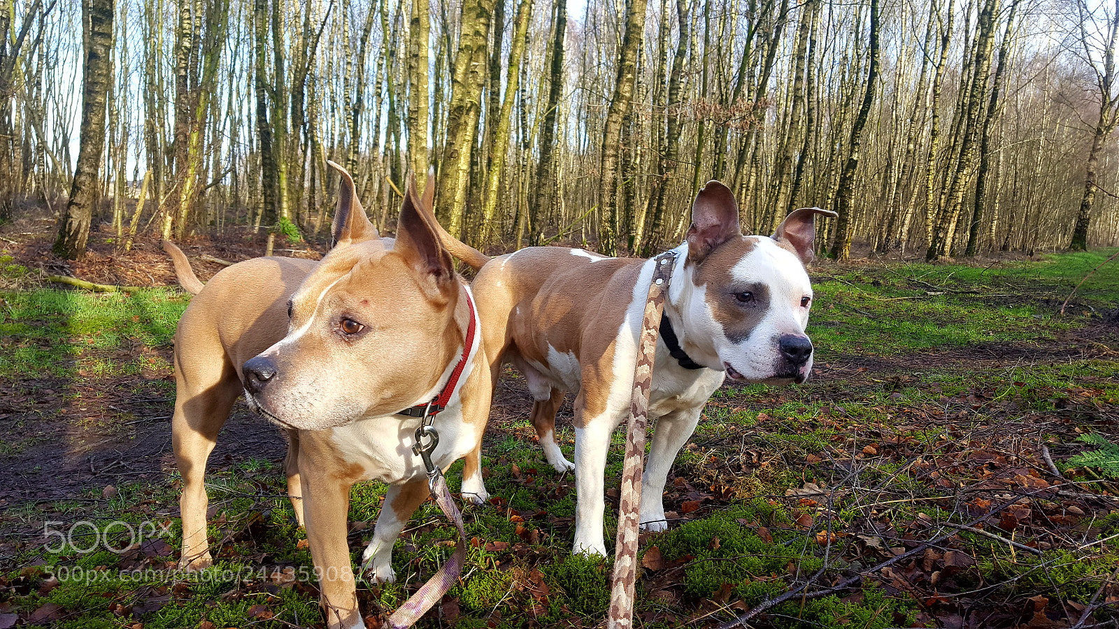 Samsung Galaxy S6 sample photo. My 2 staffords photography
