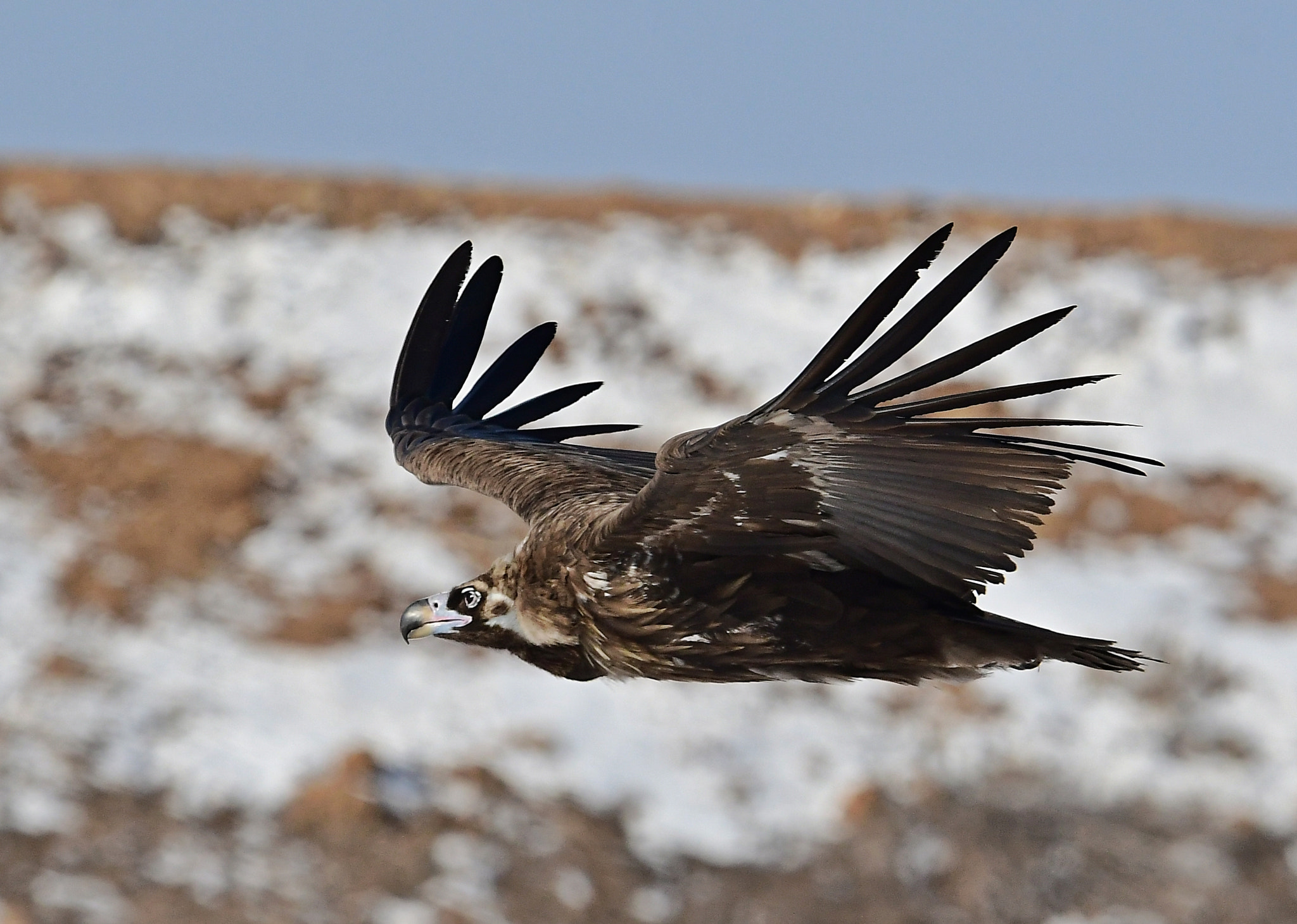 Nikon D500 + Nikon AF-S Nikkor 600mm F4G ED VR sample photo. Cinereous vulture photography