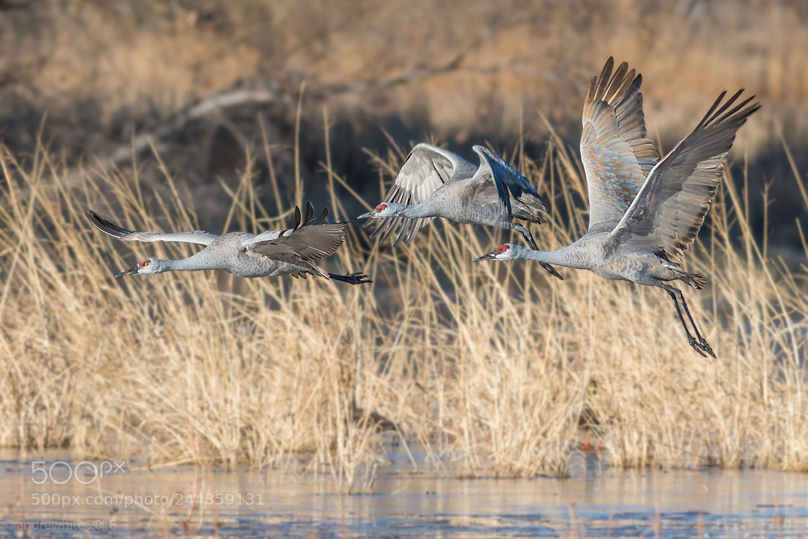 Nikon D800 sample photo. Low over the marsh photography