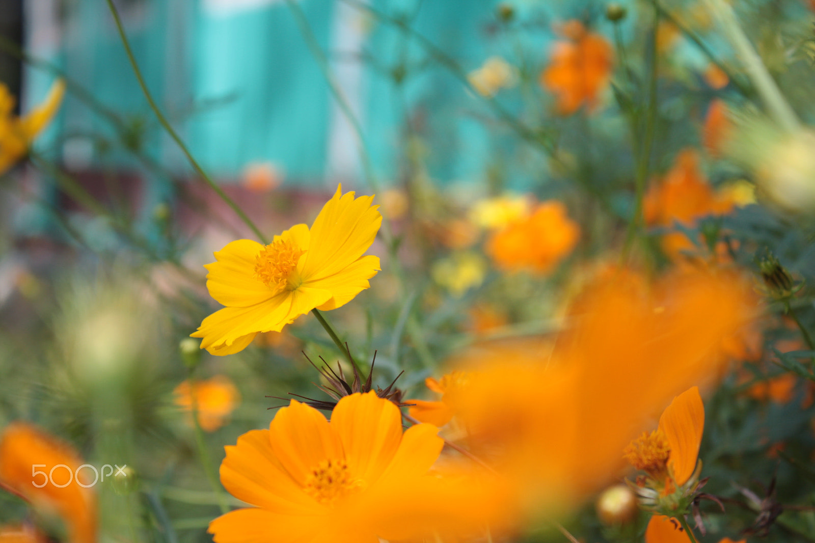 Canon EOS 40D sample photo. Img photography