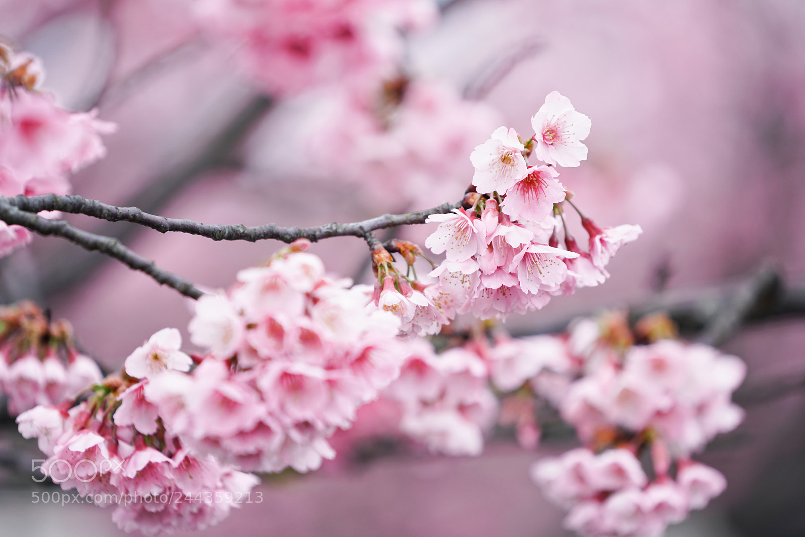 Sony a7R II sample photo. Cherry blossom photography