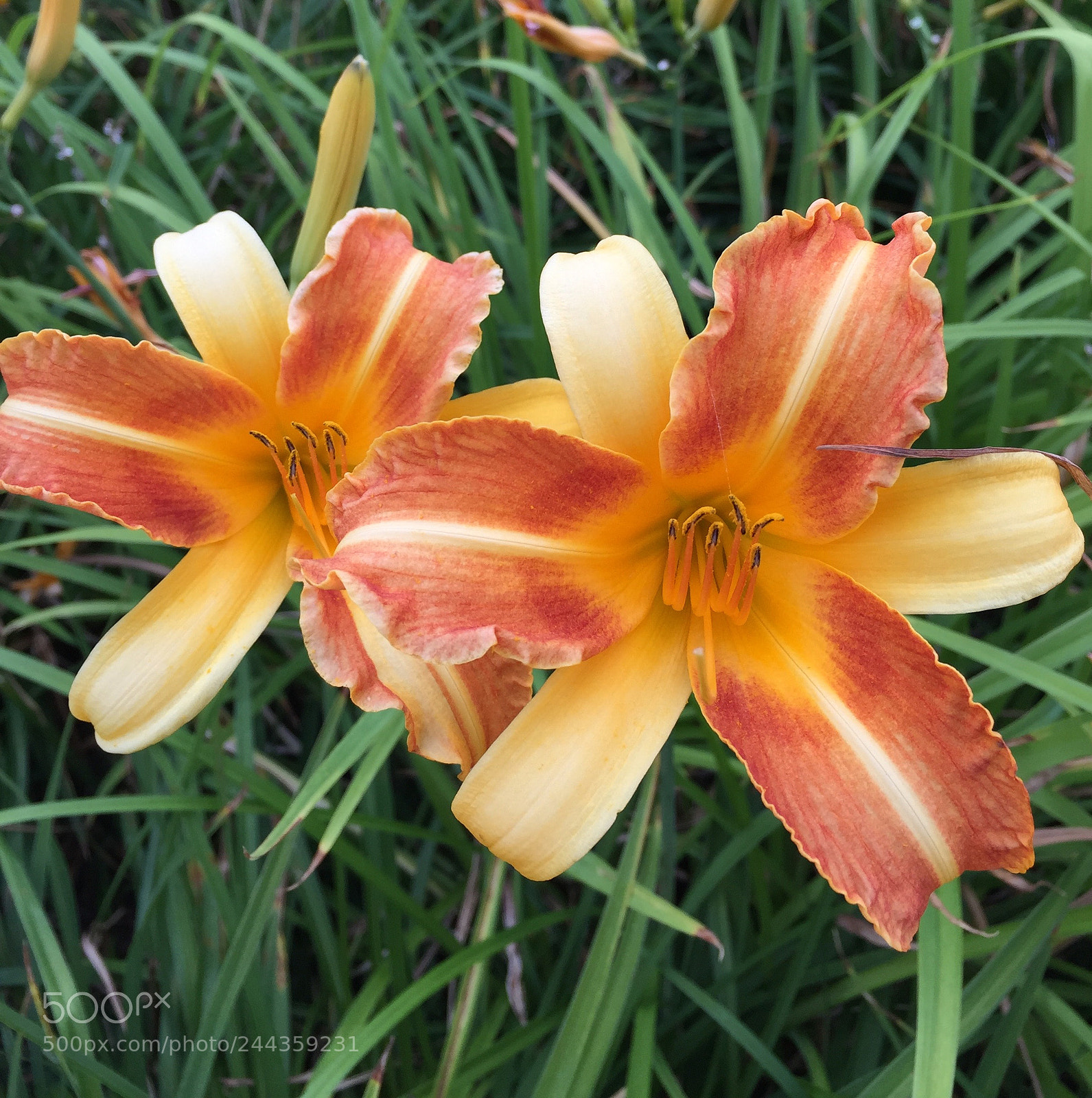 Apple iPhone 6 Plus sample photo. Untitled photography