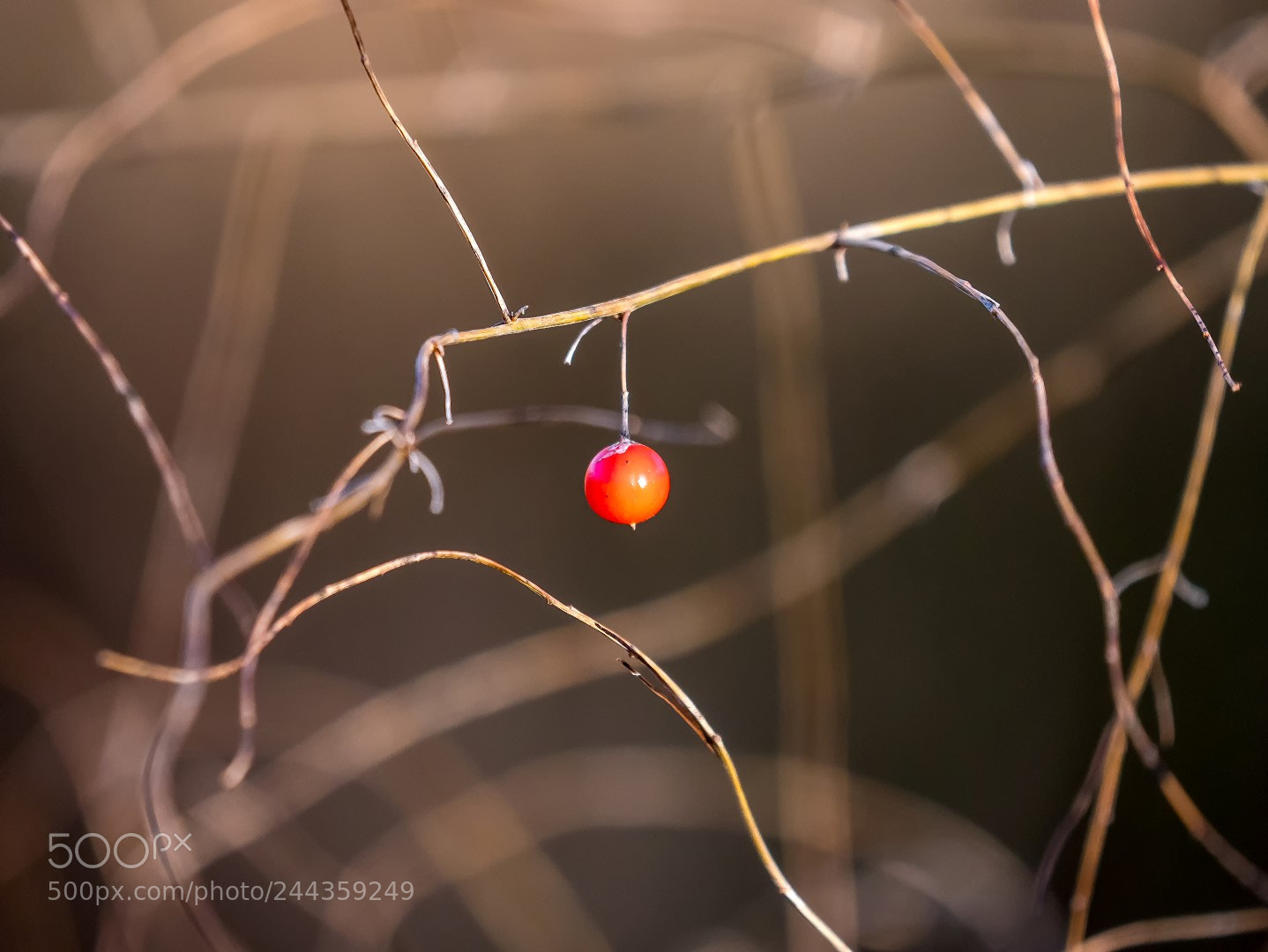 Panasonic Lumix DMC-GX85 (Lumix DMC-GX80 / Lumix DMC-GX7 Mark II) sample photo. Aspargus berry photography