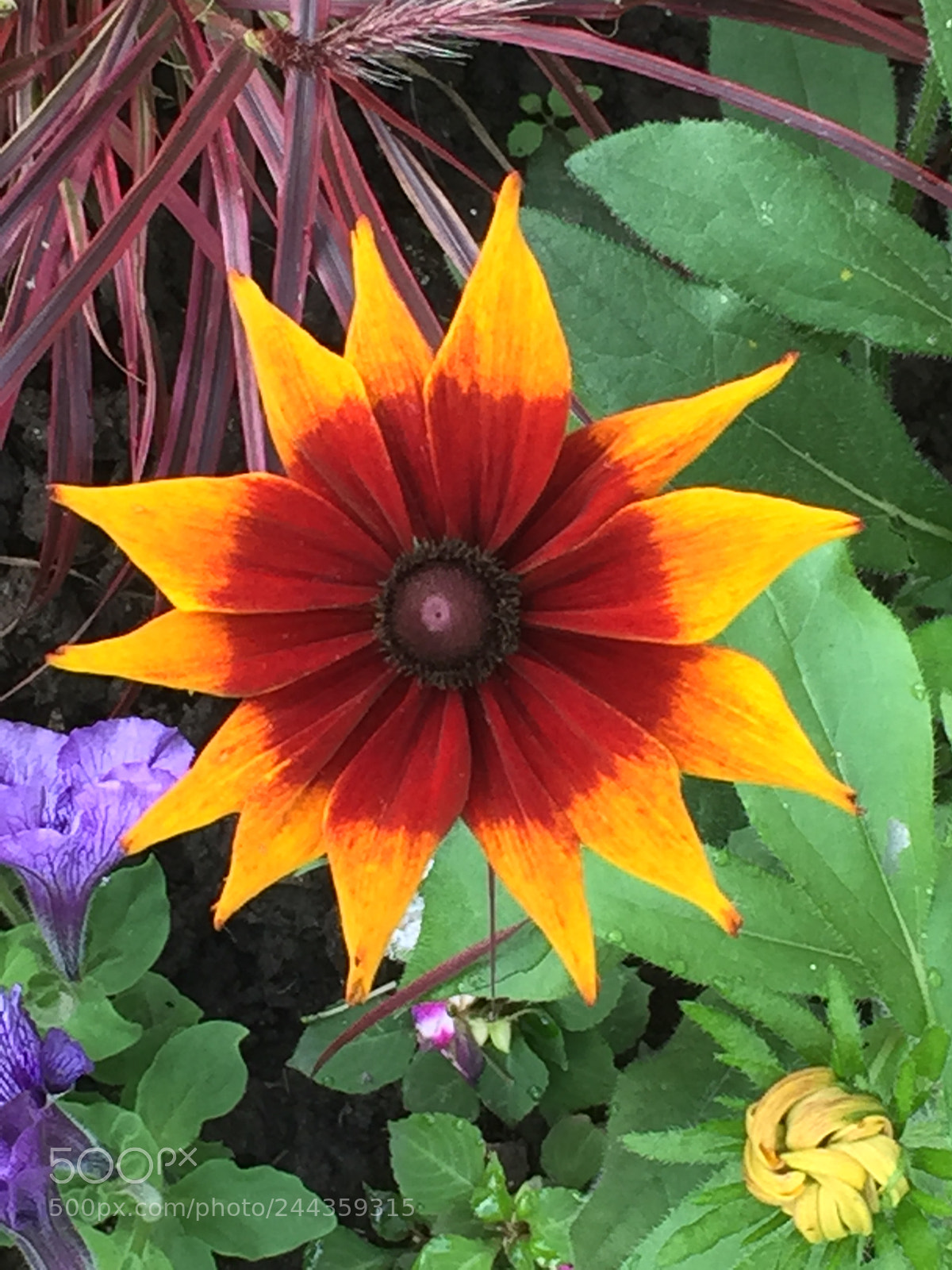 Apple iPhone 6 Plus sample photo. Untitled photography