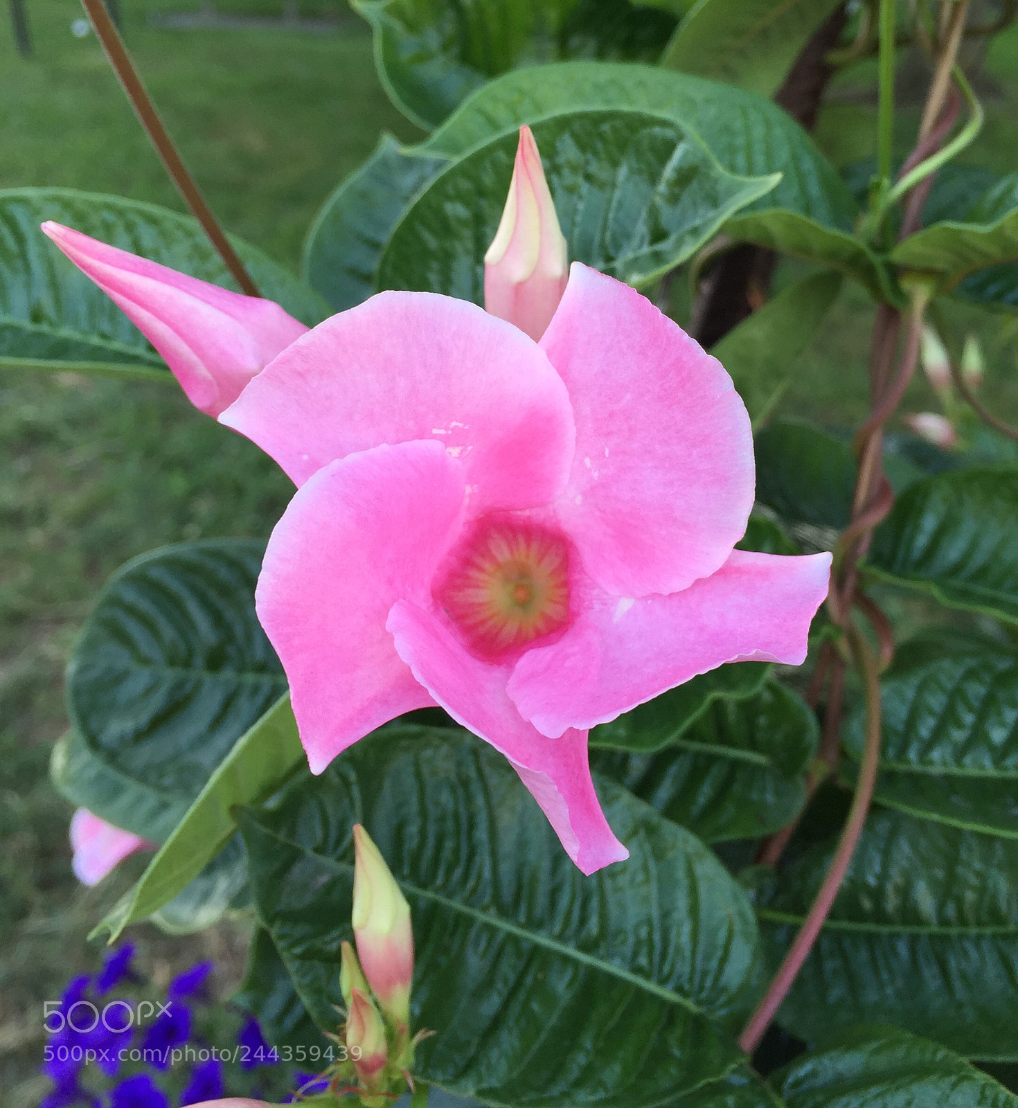Apple iPhone 6 Plus sample photo. Untitled photography