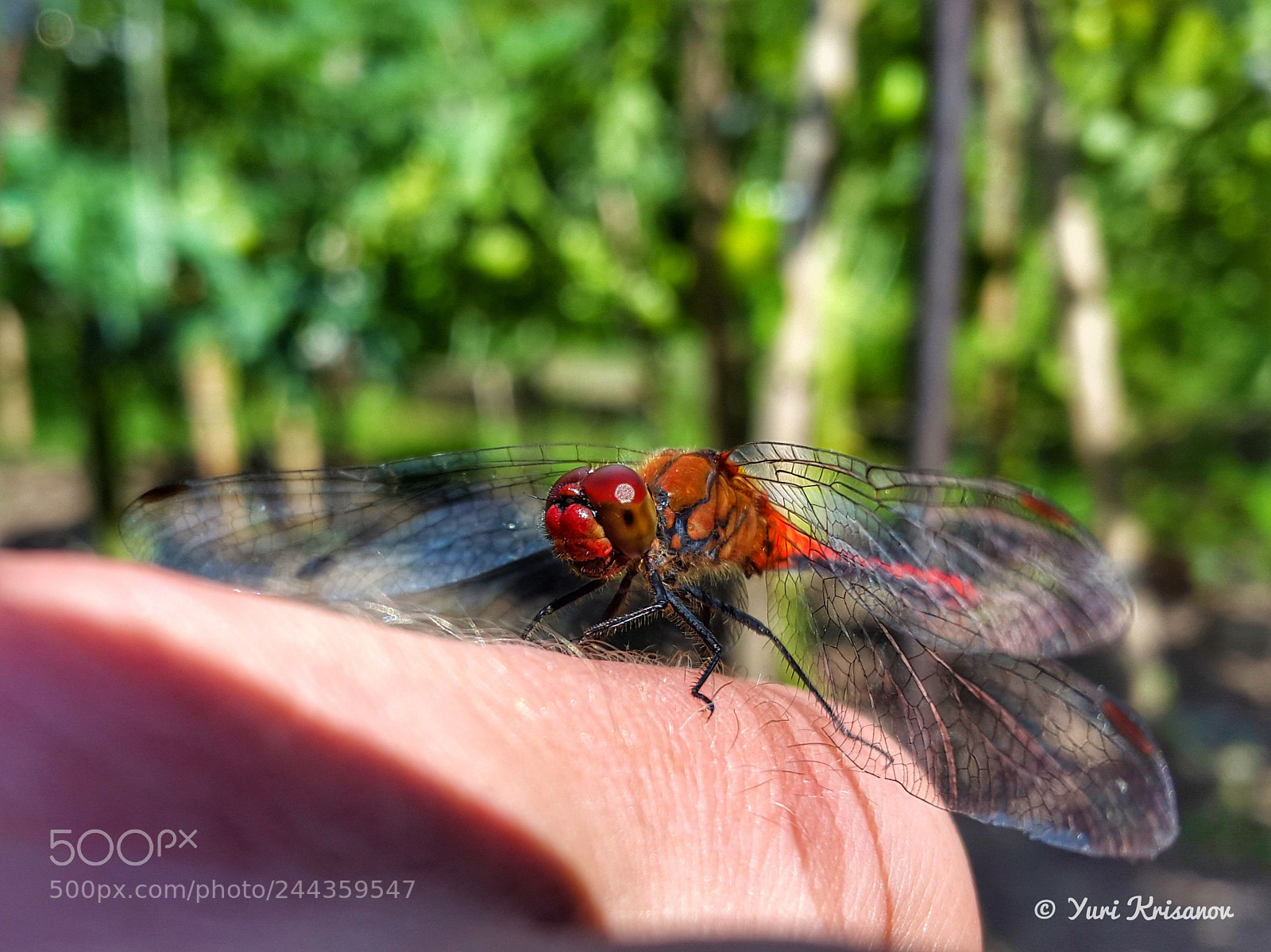 Samsung Galaxy Alpha sample photo. Red dragonfly on my photography