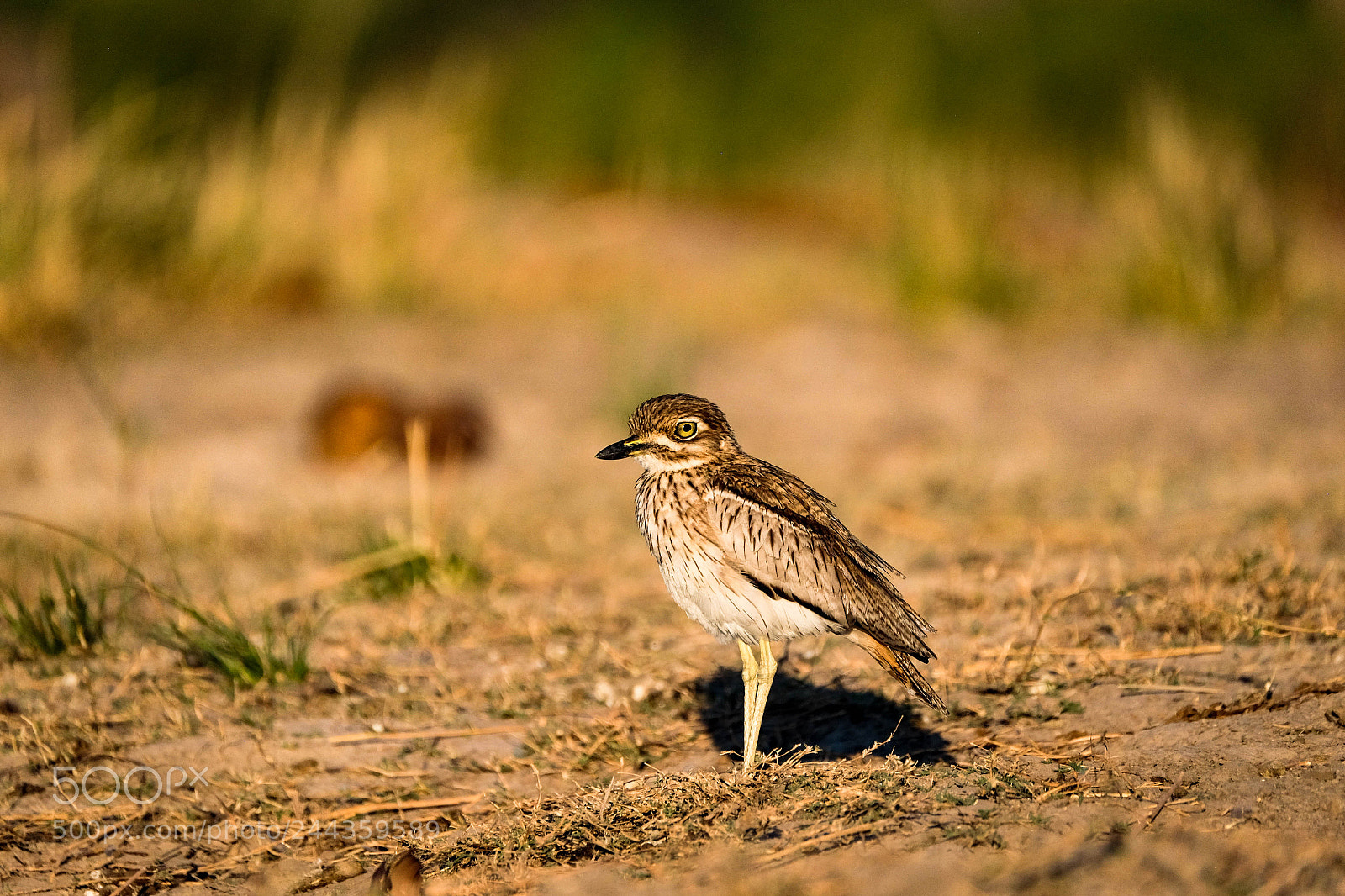 Fujifilm X-T1 sample photo. Water thick-knee photography