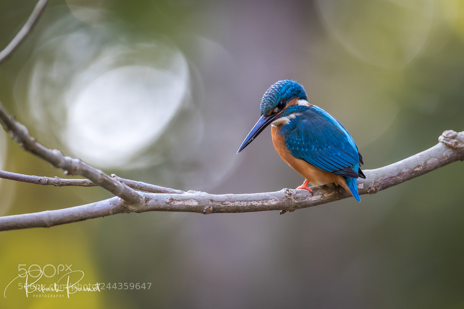 Canon EOS 7D Mark II sample photo. Common kingfisher photography