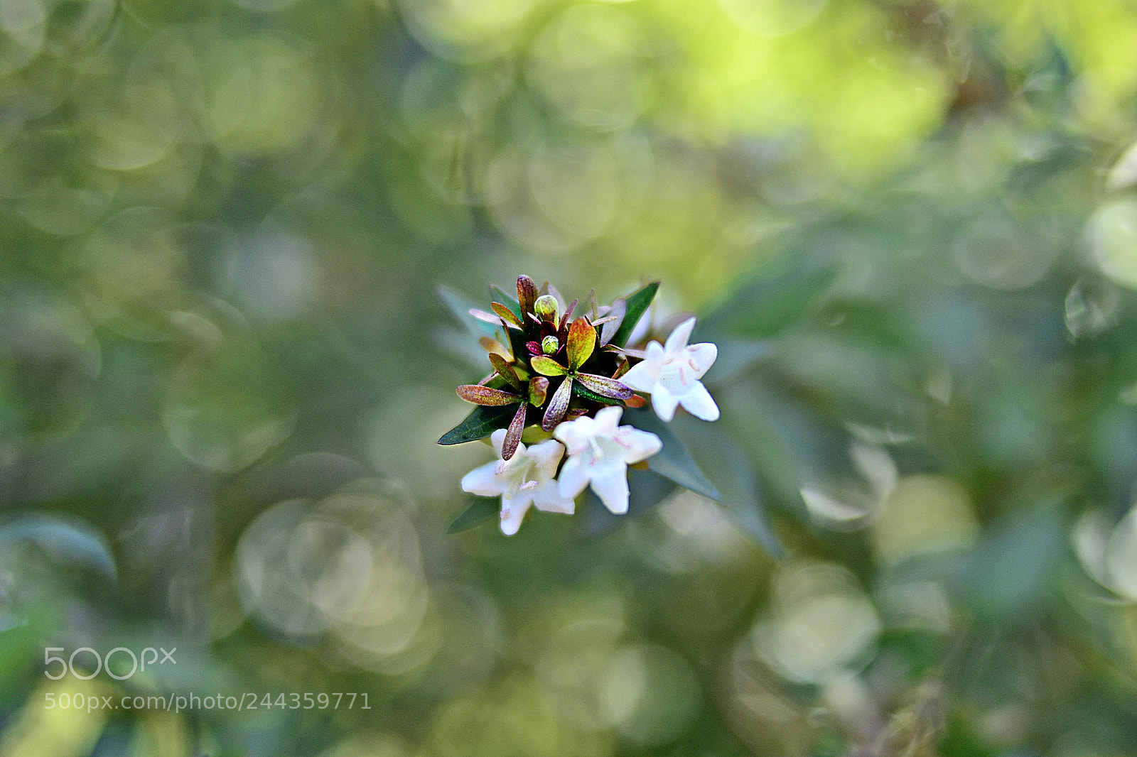 Nikon D3100 sample photo. Flower photography