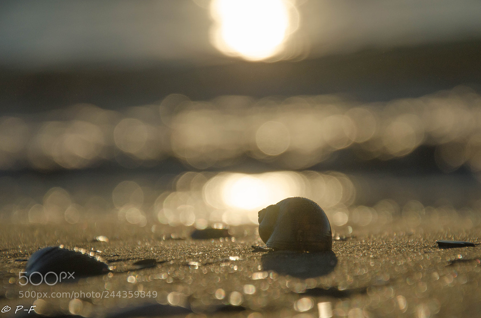 Nikon D5100 sample photo. Macro on the beach photography