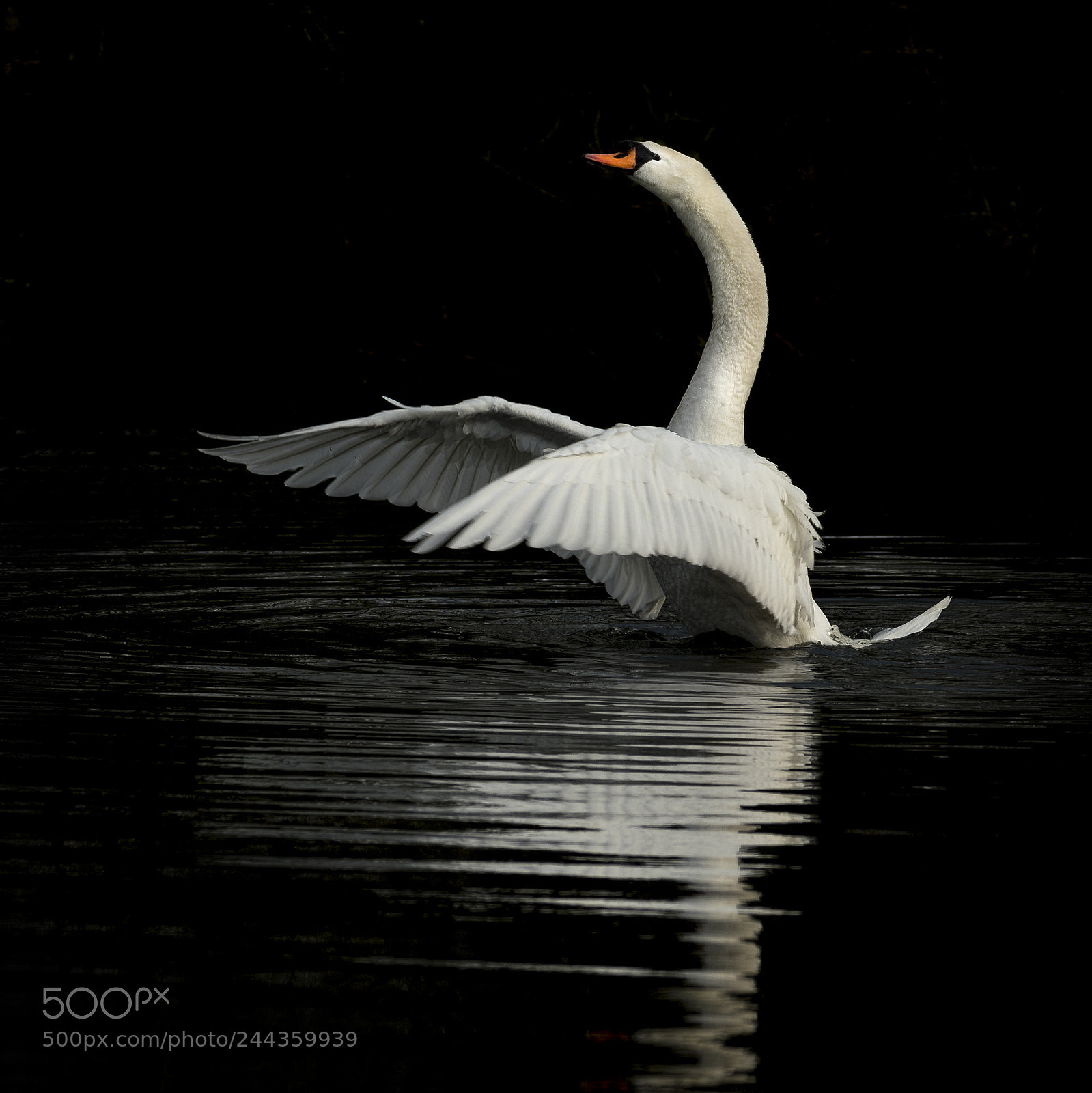Nikon D500 sample photo. Swan in the shadow photography