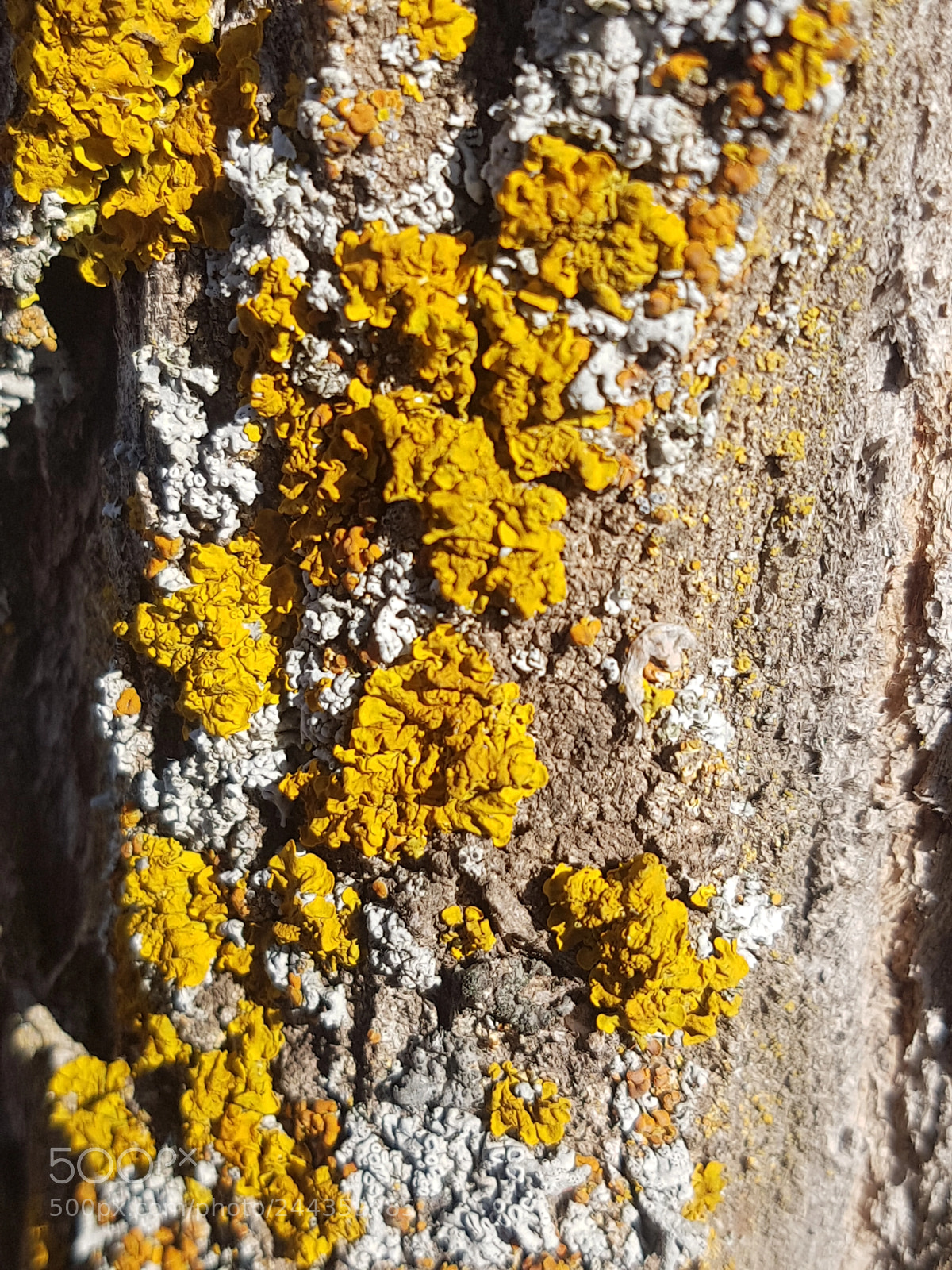 Samsung Galaxy S7 Edge sample photo. Untitled photography