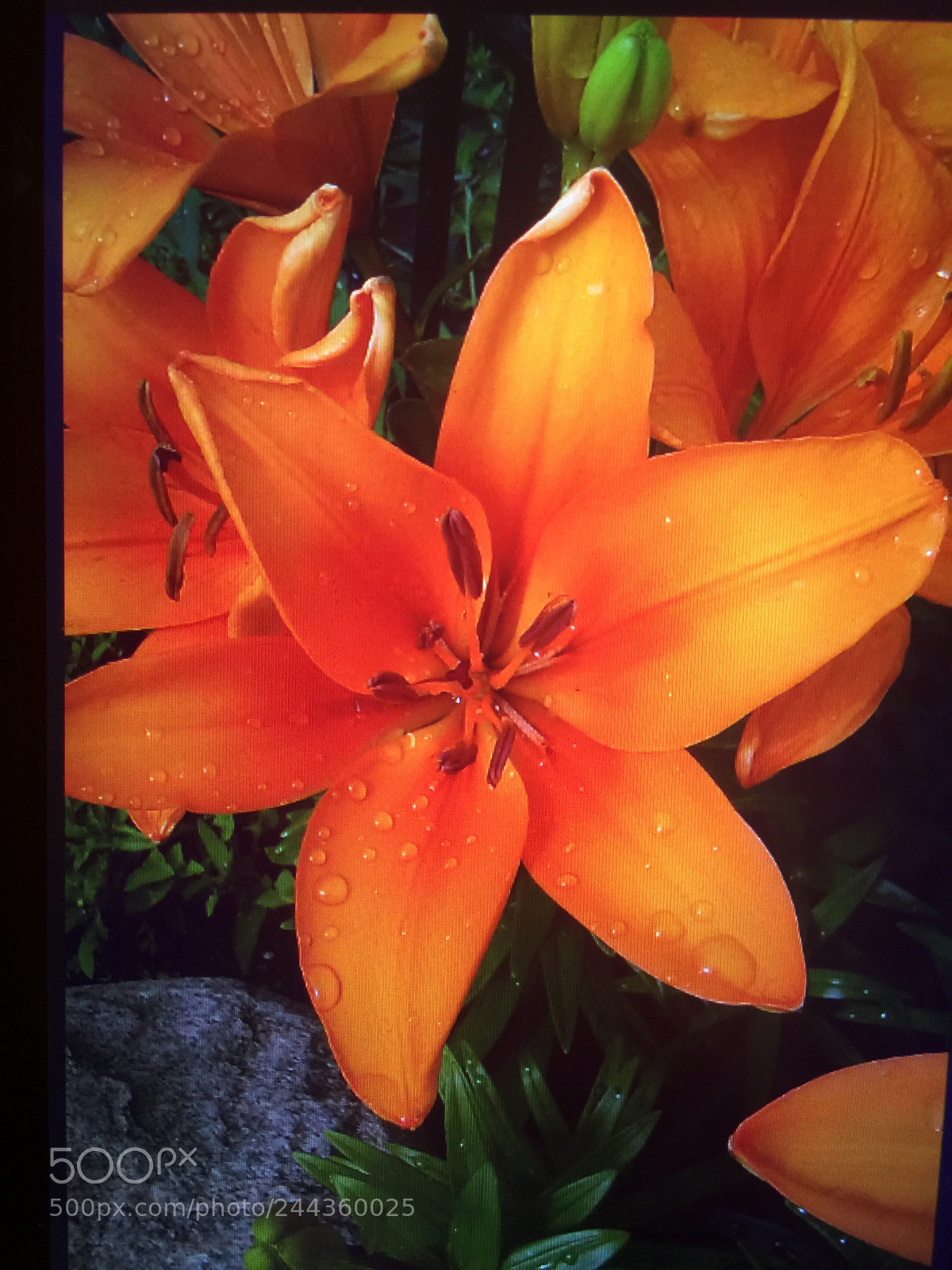 Apple iPhone 6 Plus sample photo. Untitled photography