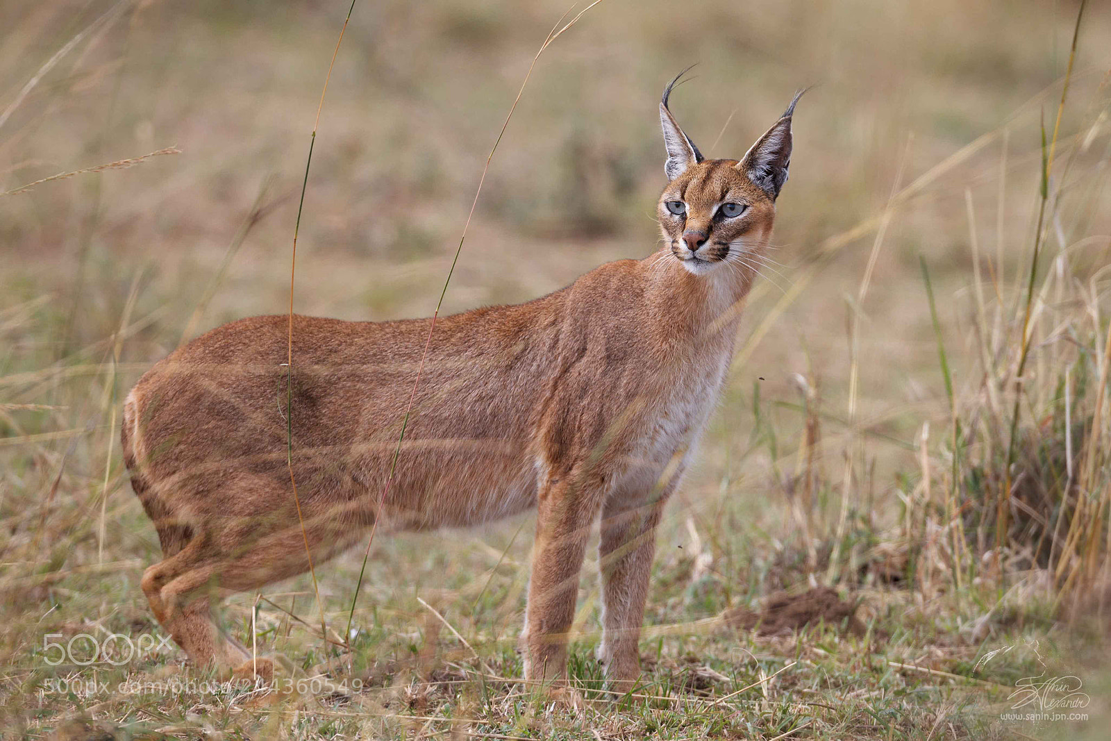 Canon EOS-1D Mark IV sample photo. Caracal photography