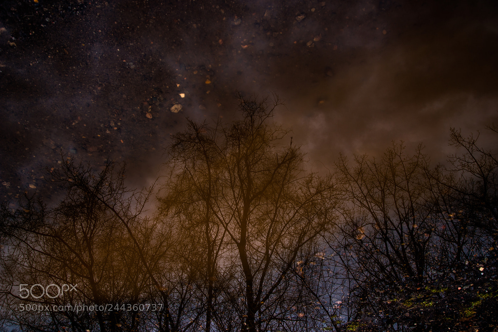 Nikon D800 sample photo. Reflection of trees in photography