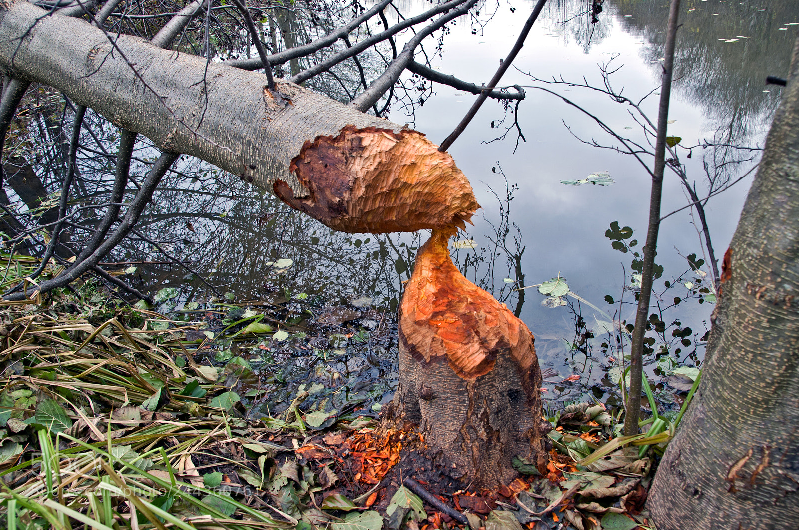 Nikon D90 sample photo. Traces of the beaver photography