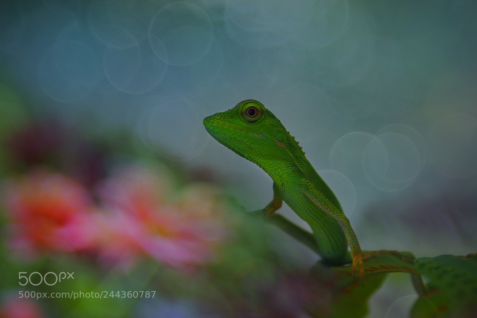 Olympus OM-D E-M10 II sample photo. Lizard pose photography