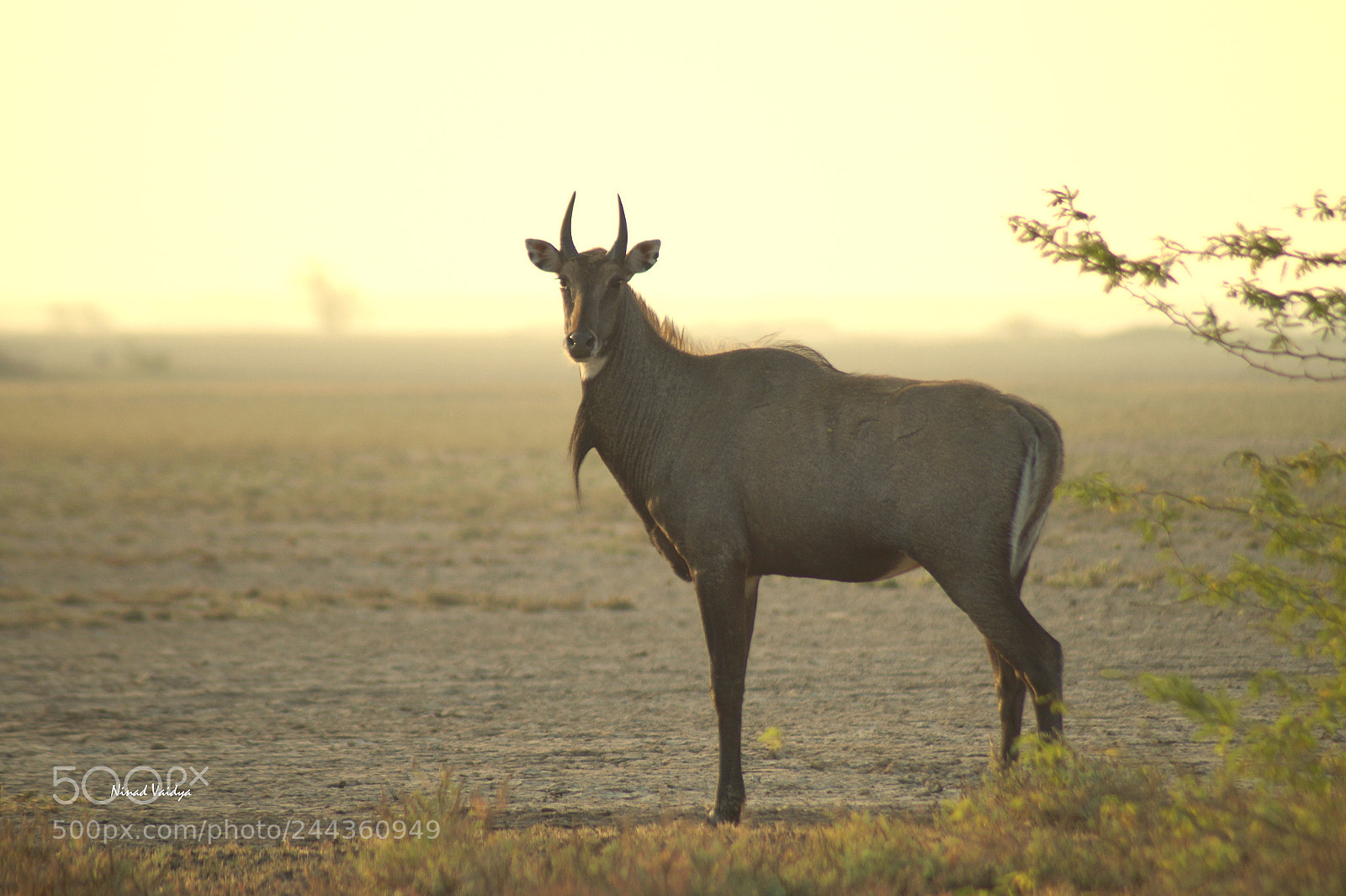 Sony SLT-A58 sample photo. Blue bull photography