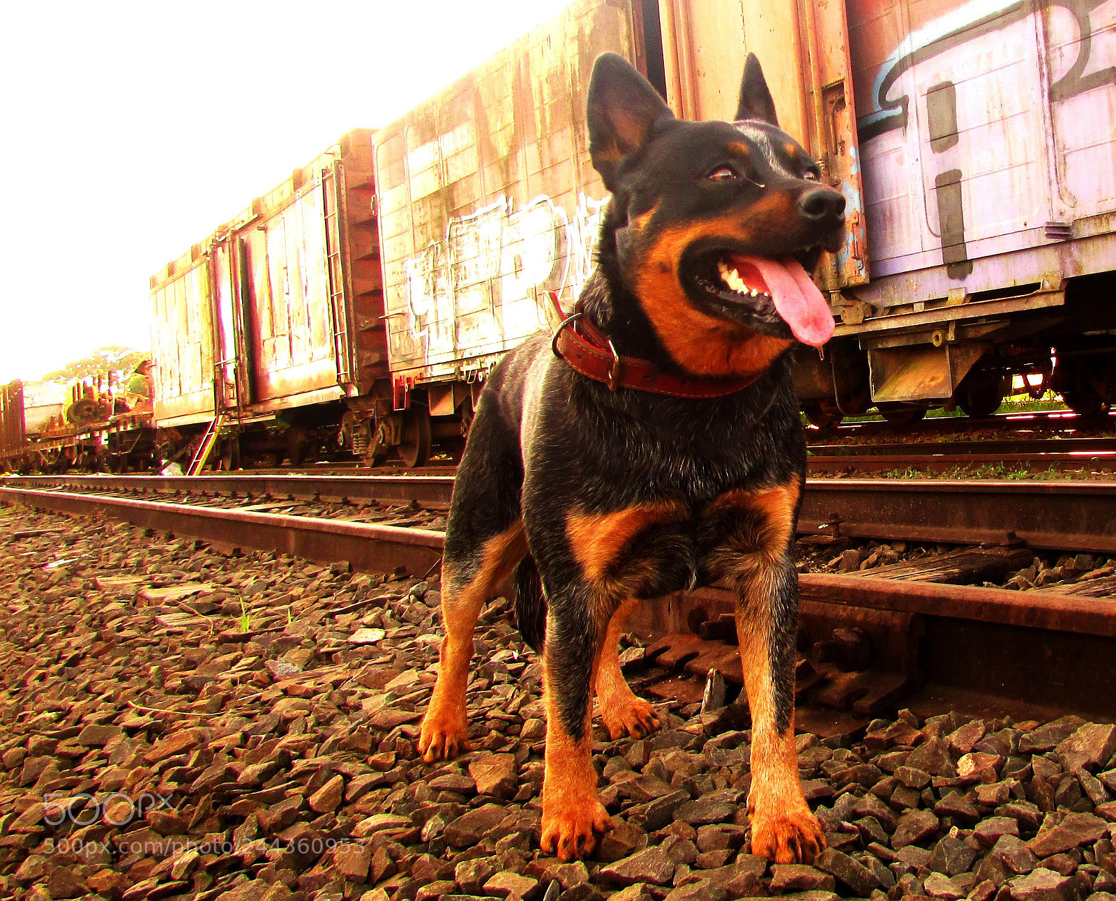 Canon PowerShot SX500 IS sample photo. Blue heeler - my photography