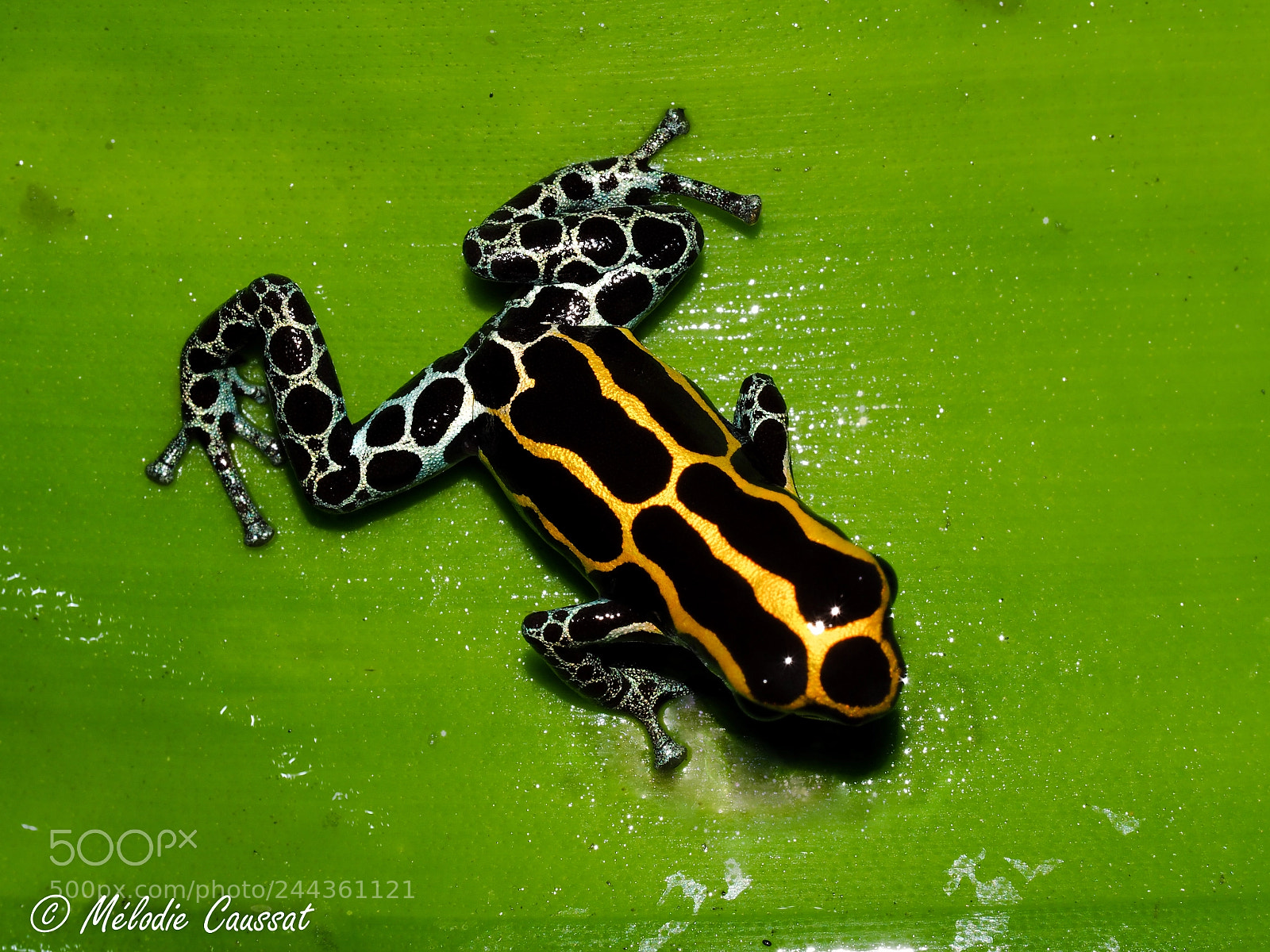 Olympus OM-D E-M10 sample photo. Dendrobate !! photography