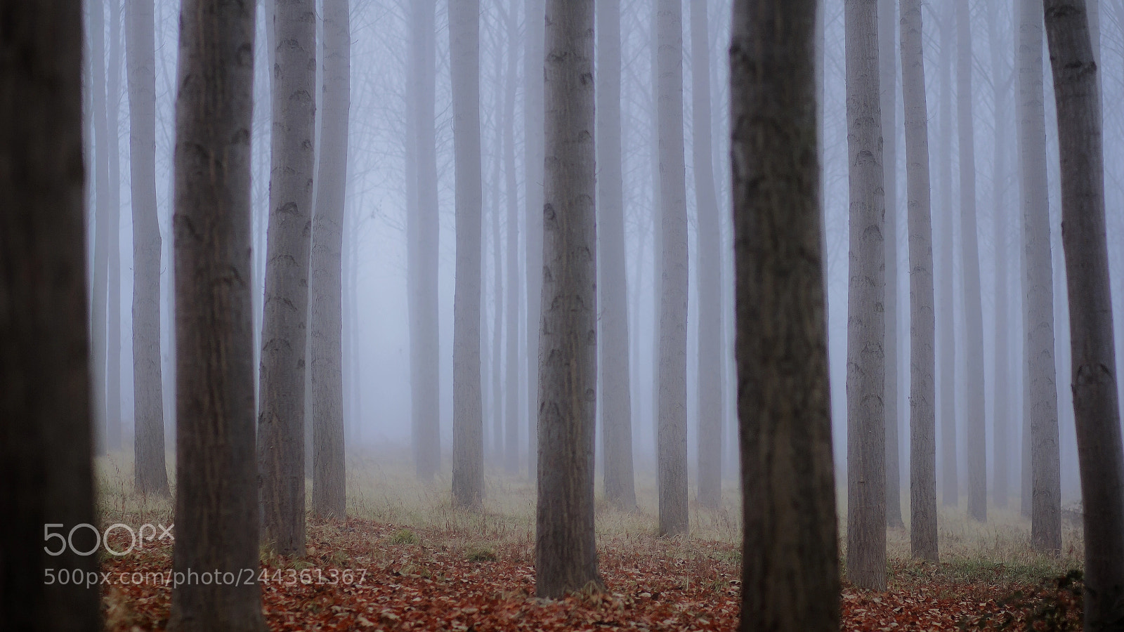 Canon EOS 60D sample photo. Magic wood photography
