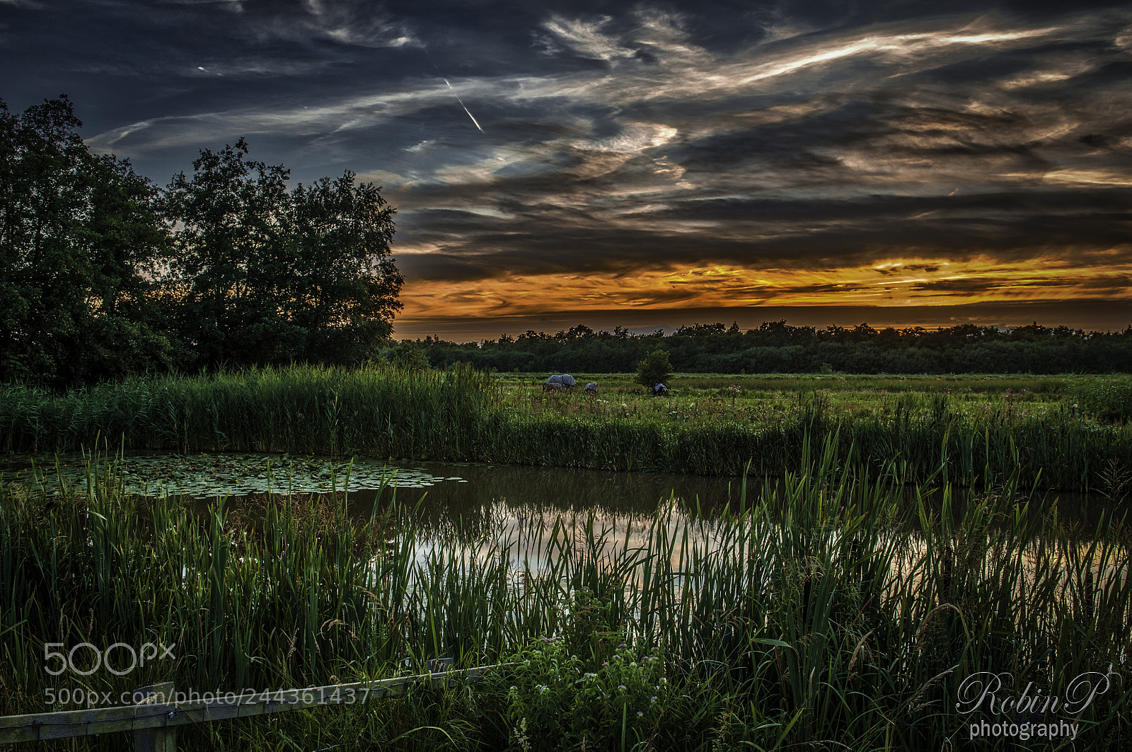 Nikon D5000 sample photo. Sunset in holland photography