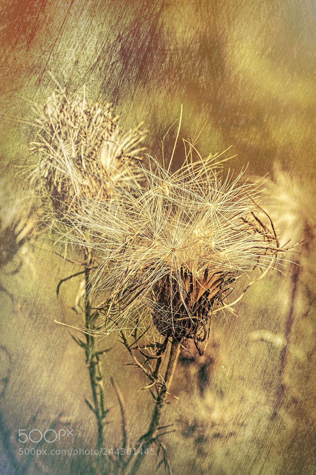 Canon EOS 60D sample photo. Bull thistle photography