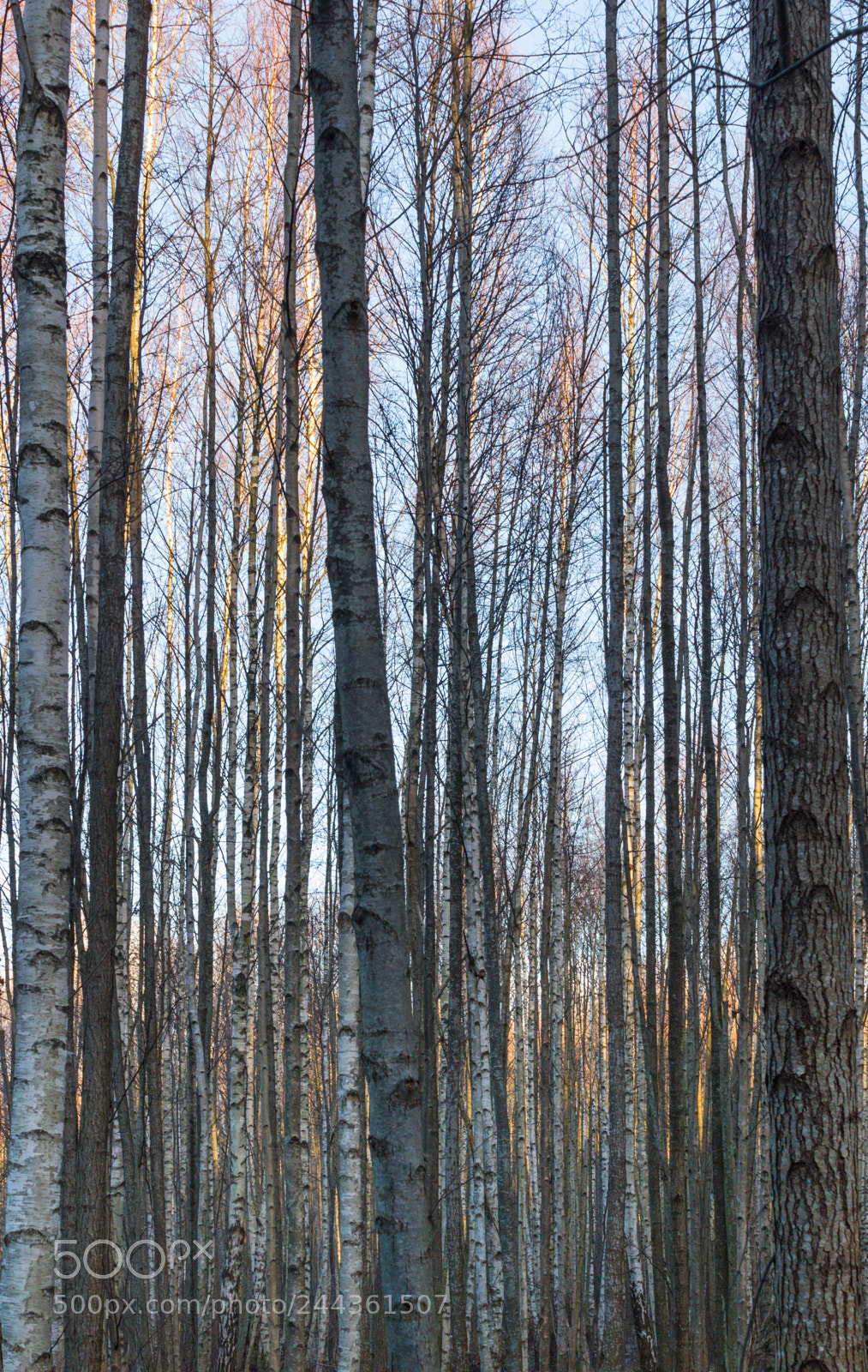 Canon EOS 550D (EOS Rebel T2i / EOS Kiss X4) sample photo. Forest photography