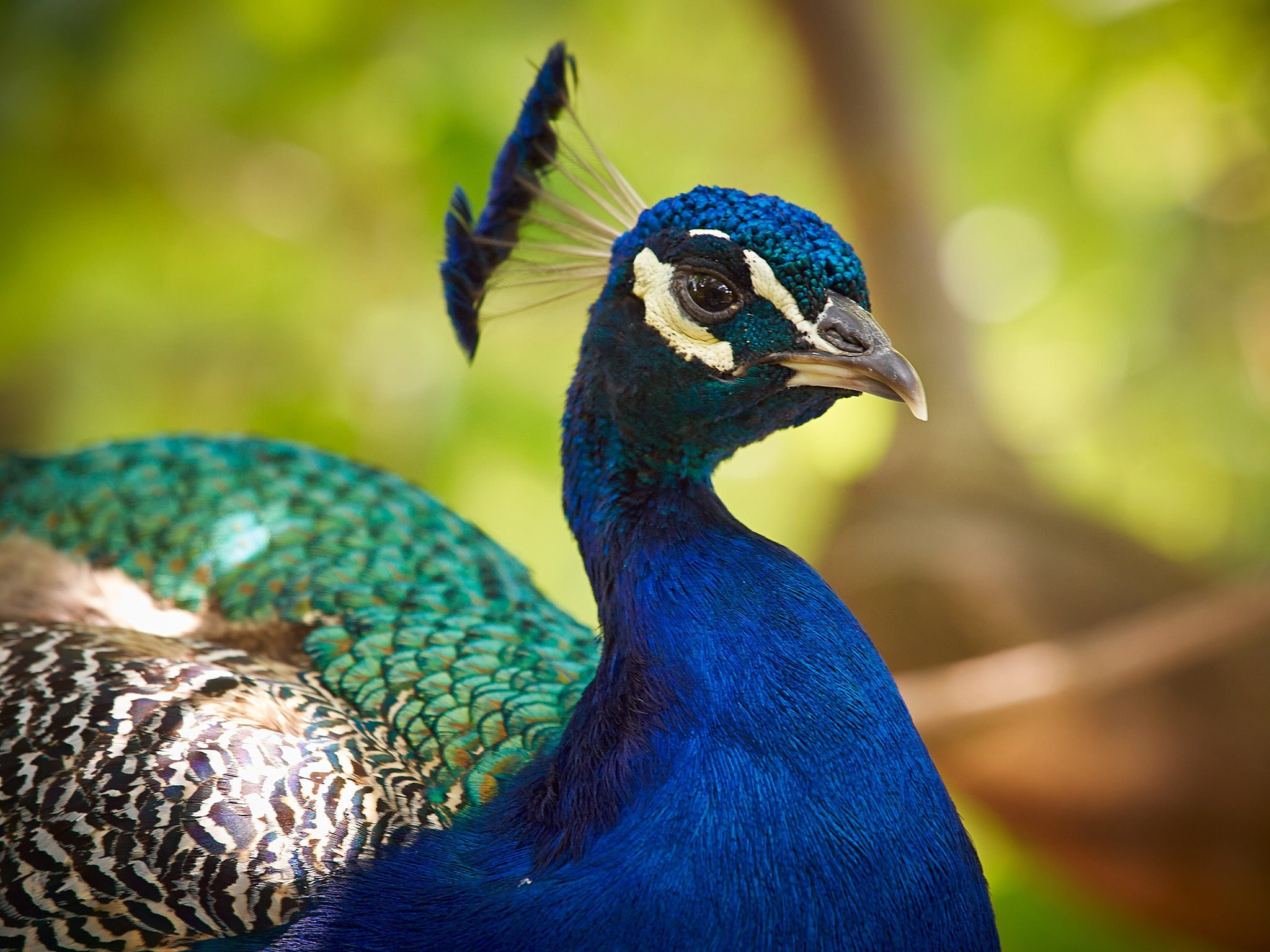 Olympus E-600 (EVOLT E-600) sample photo. The peacock in the prague zoo photography