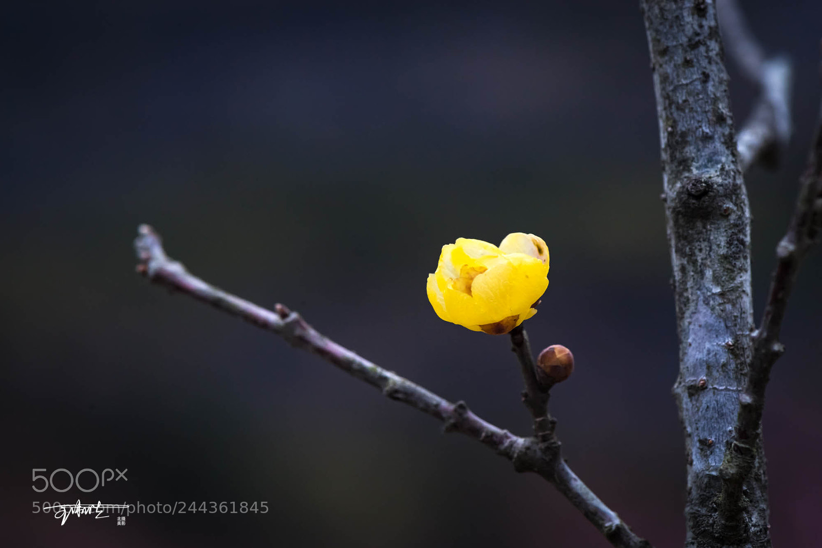 Nikon D5 sample photo. Wintersweet photography