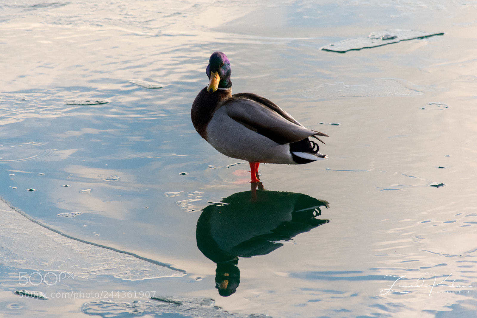 Nikon D3400 sample photo. Mallard reflection photography
