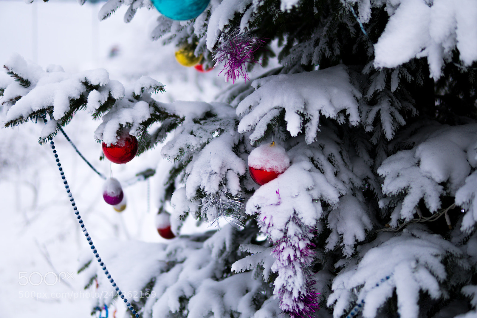 Sony a6500 sample photo. Christmas tree on the photography