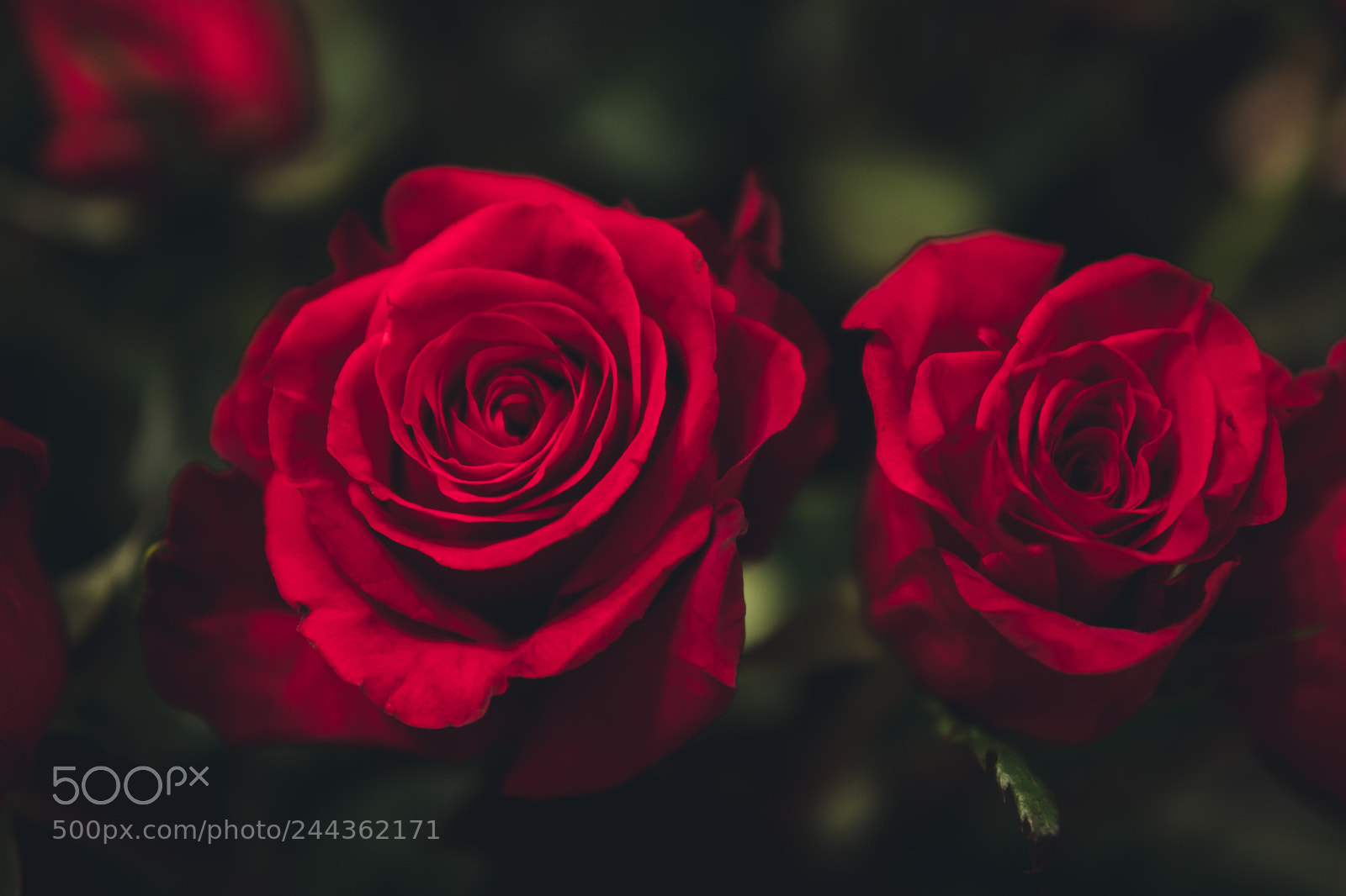 Sony a6500 sample photo. Close-up of a beautiful photography