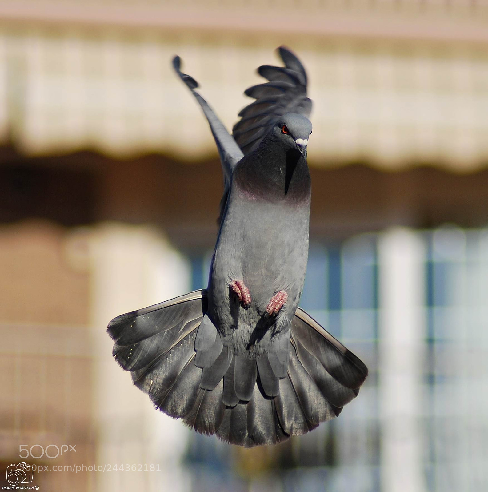 Nikon D60 sample photo. Paloma bravia photography