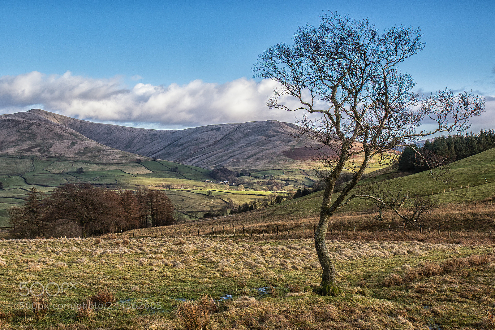 Canon EOS 7D Mark II sample photo. Laid back tree photography