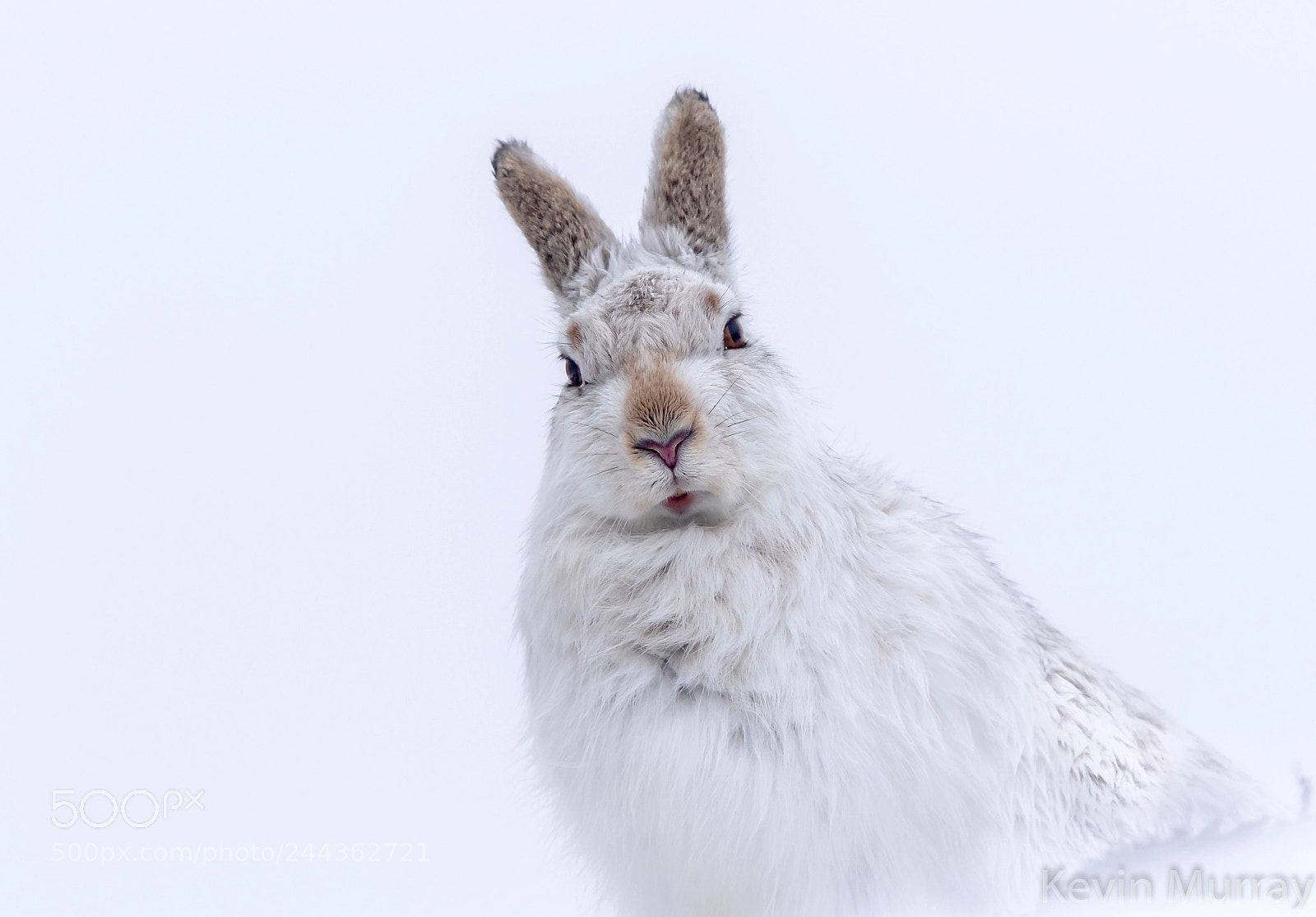Canon EOS 7D Mark II sample photo. Mountain hare photography