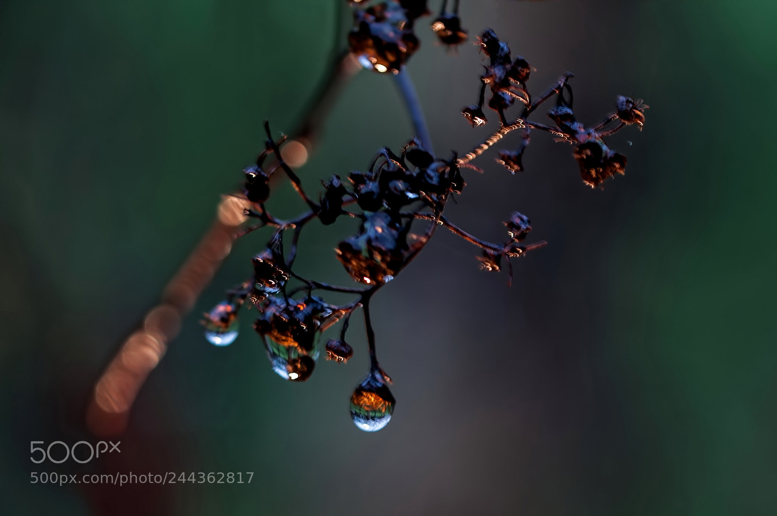 Nikon D700 sample photo. Raindrop photography